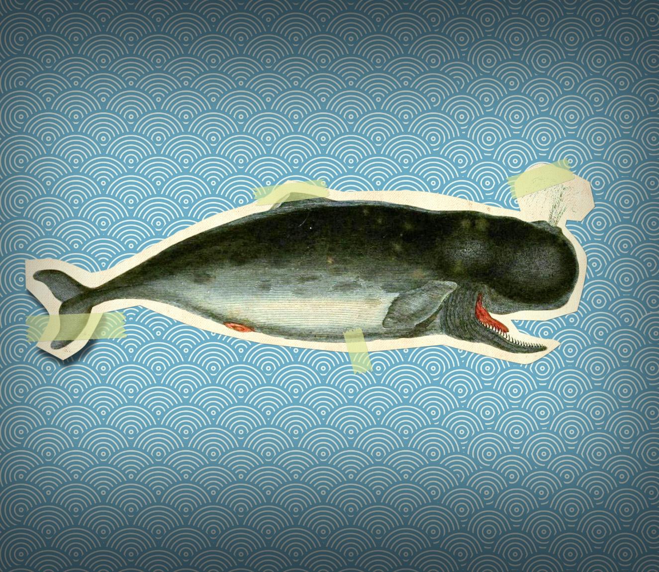 Vintage whale - image 1 - student project
