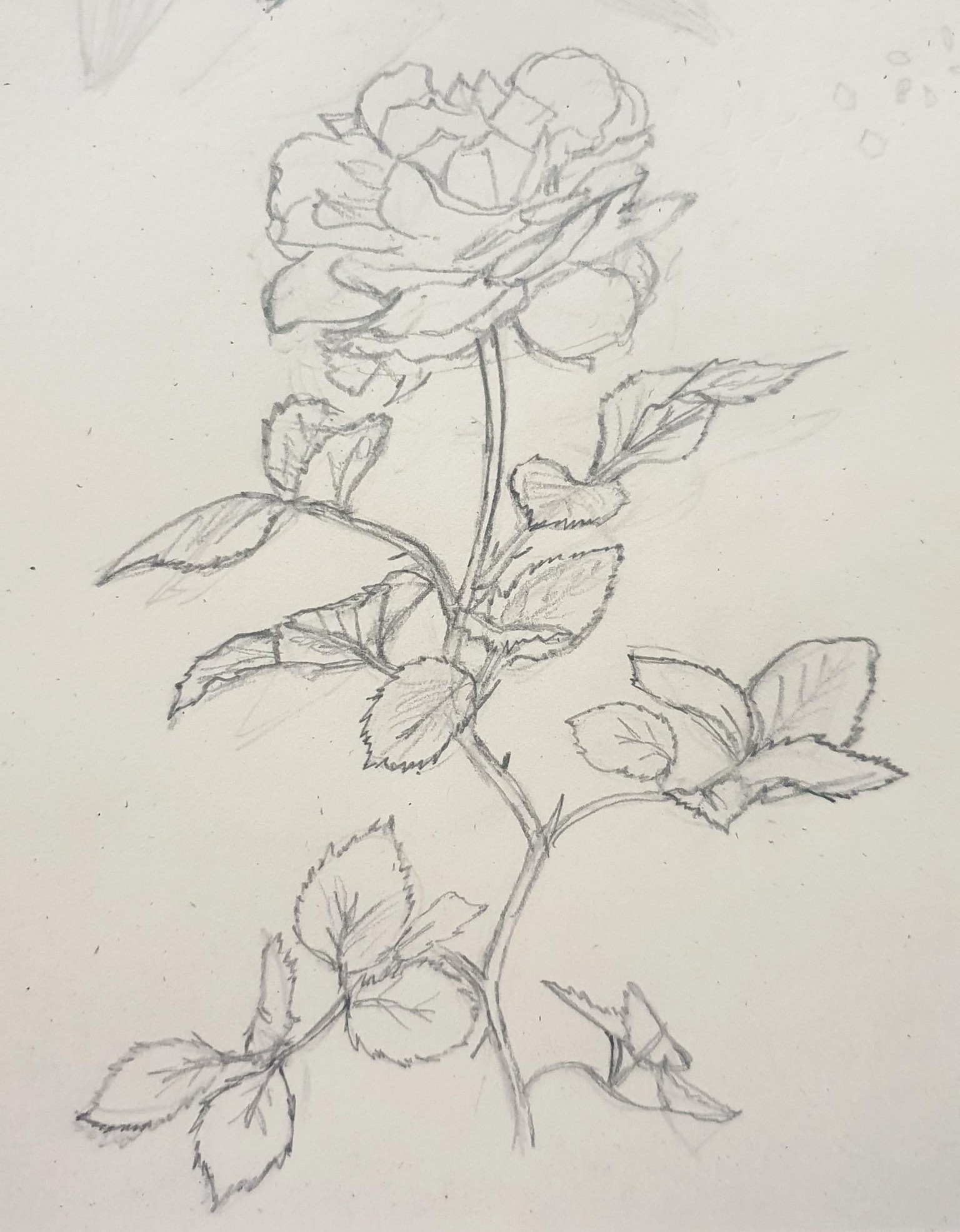 Draw what you see - image 7 - student project