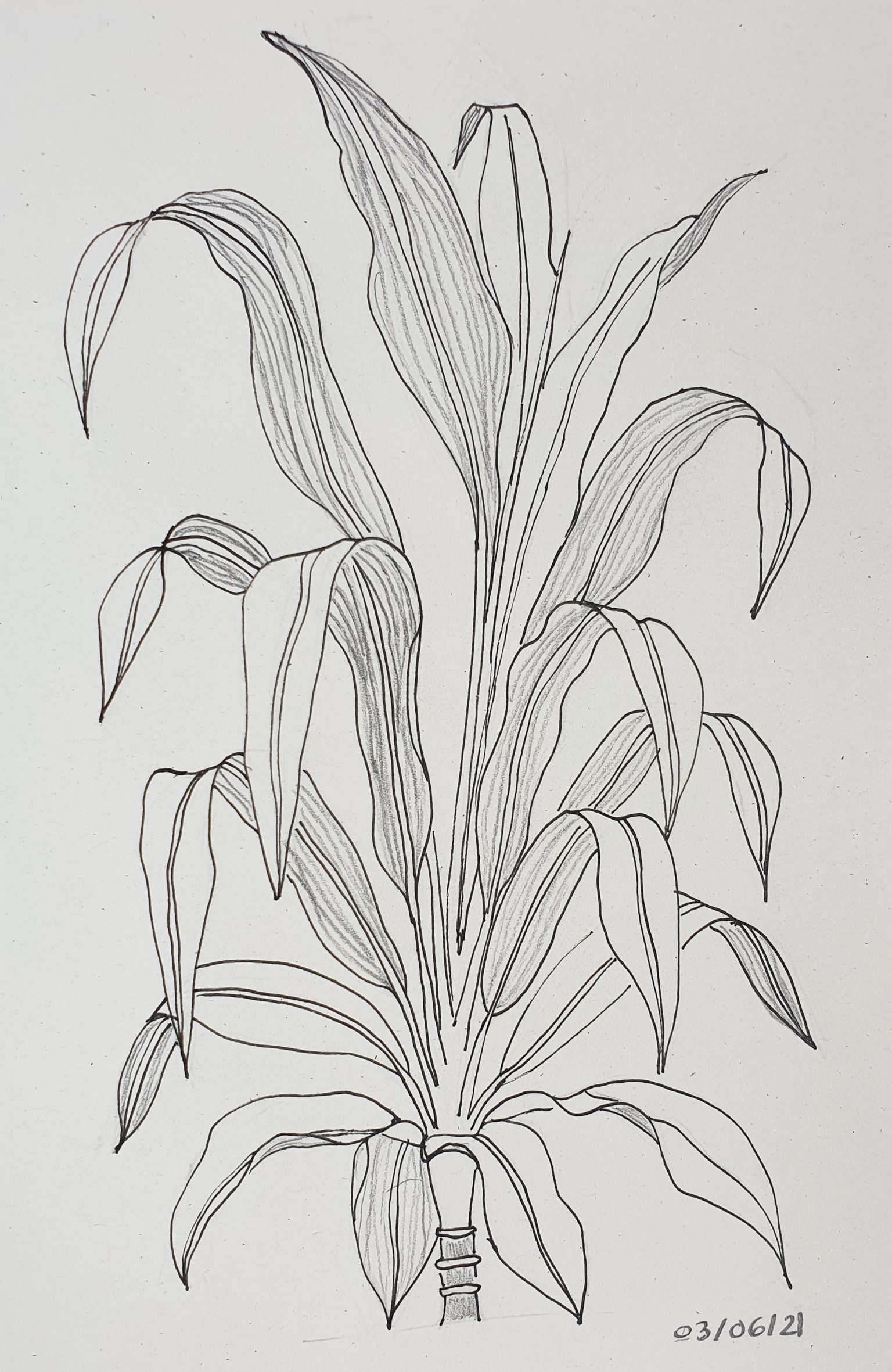 Bend, bend and bend more leaves - image 4 - student project