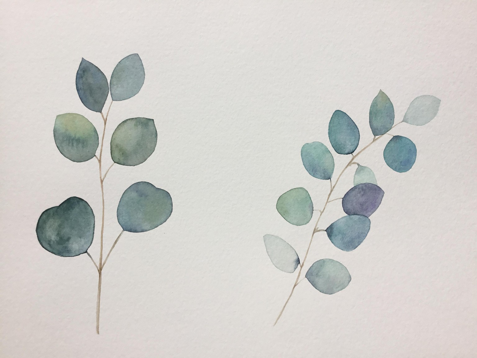 Eucalyptus Leaves - image 1 - student project