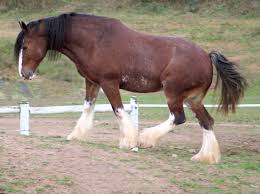 Clydesdale - image 3 - student project