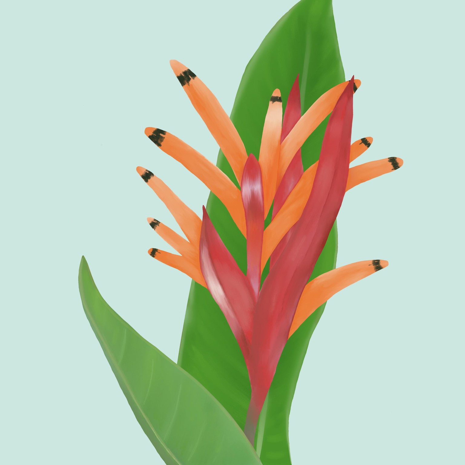 Tropicals - image 1 - student project