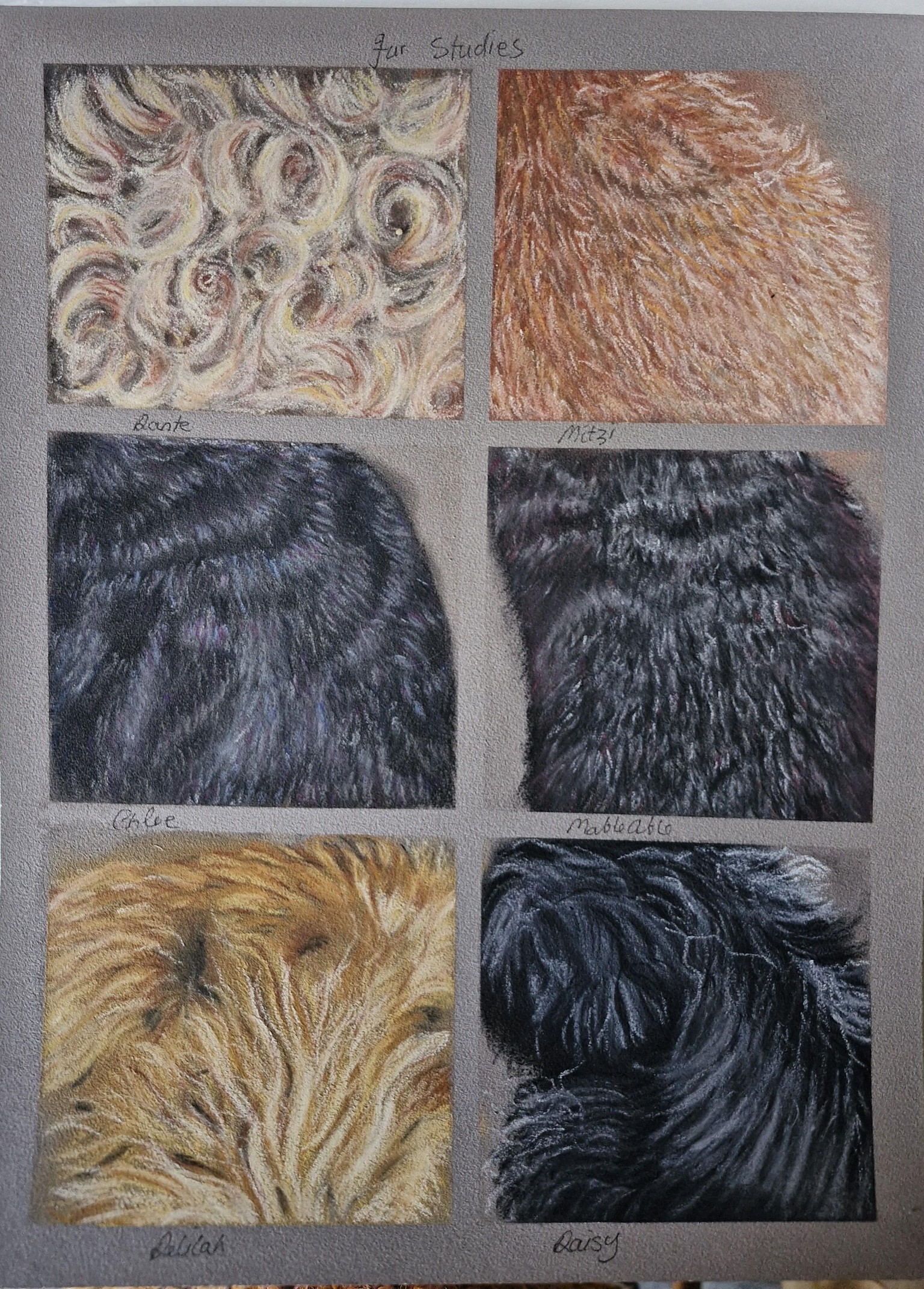 Fur studies - image 1 - student project