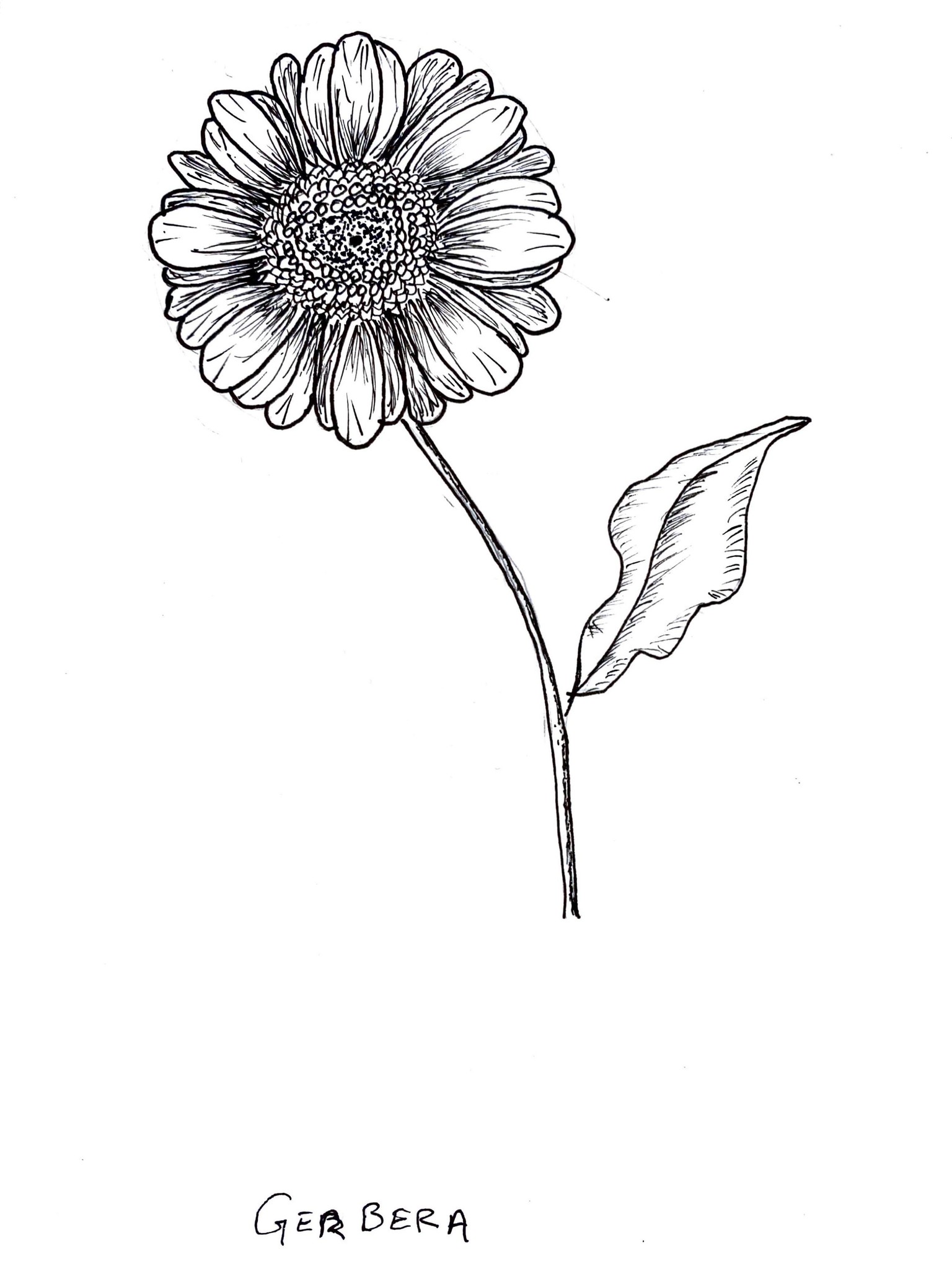 Gerbera - image 1 - student project