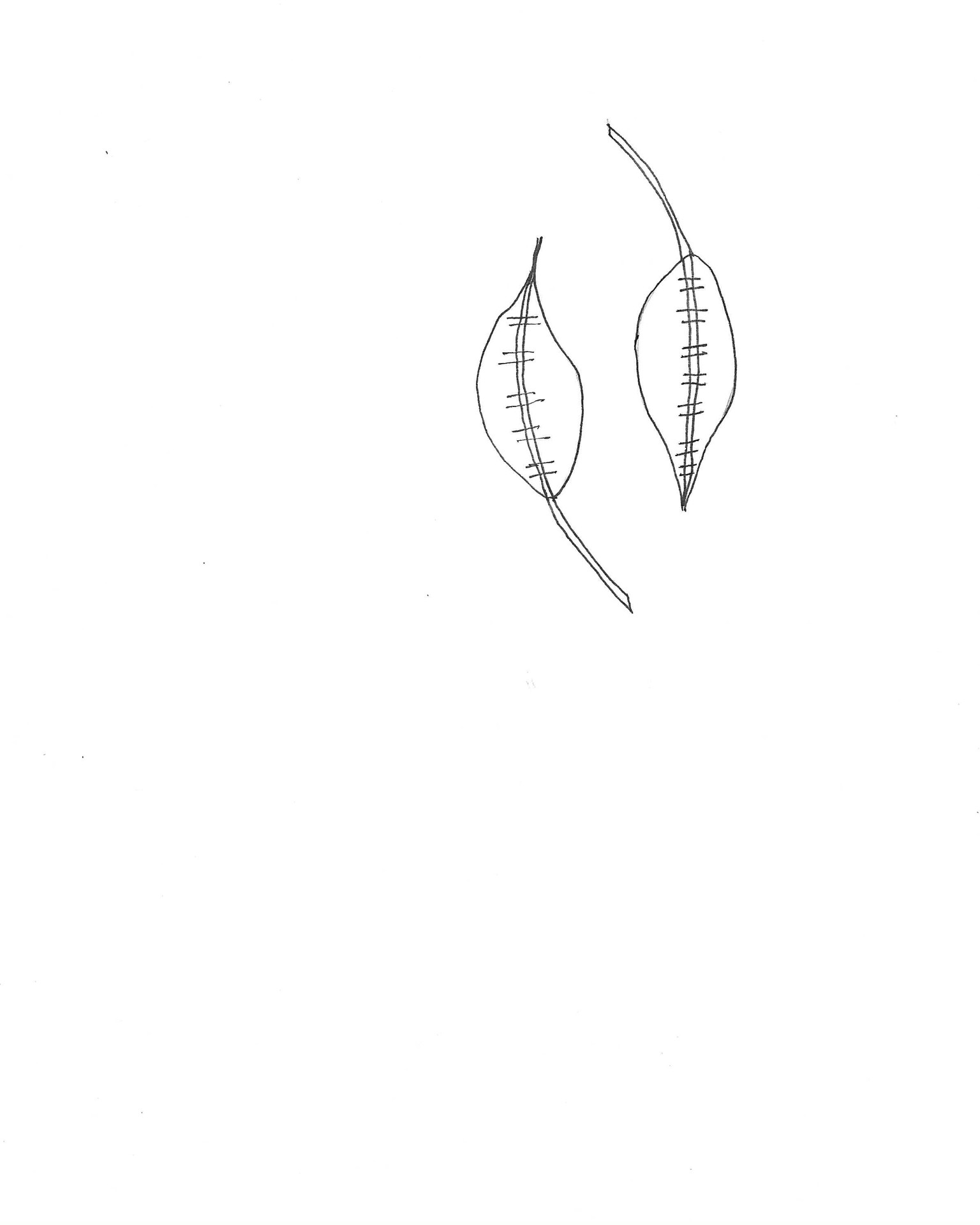 Sketch to Vector Leaves - image 1 - student project