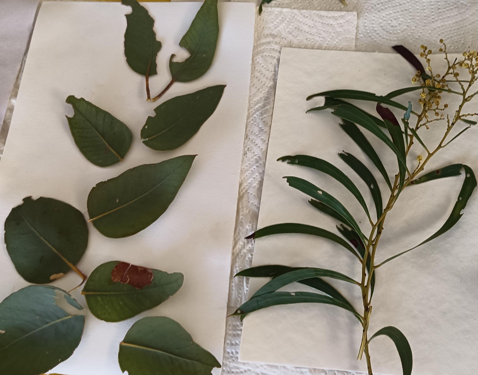 Botanical prints - image 3 - student project