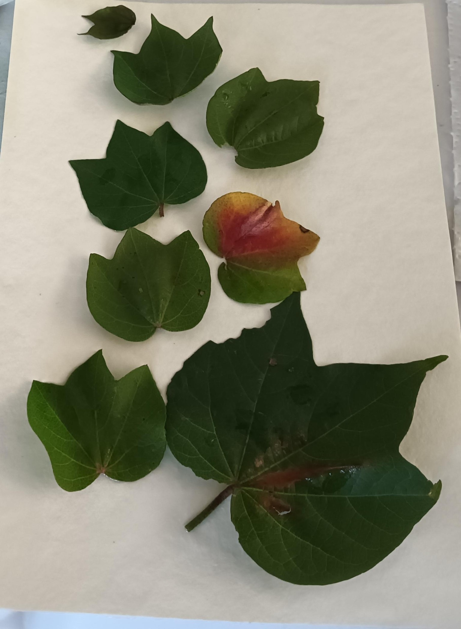 Botanical prints - image 1 - student project