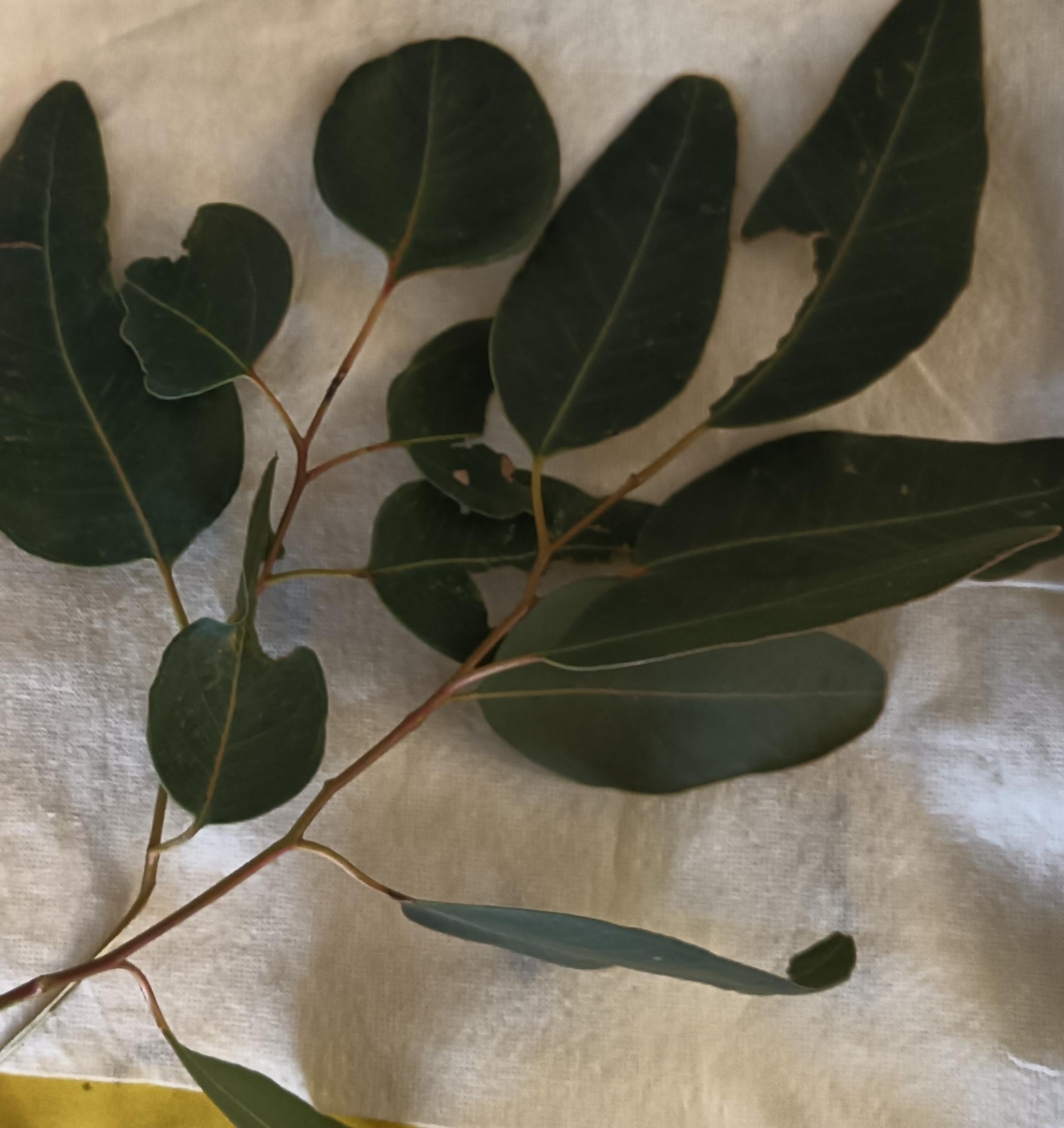Botanical prints - image 2 - student project