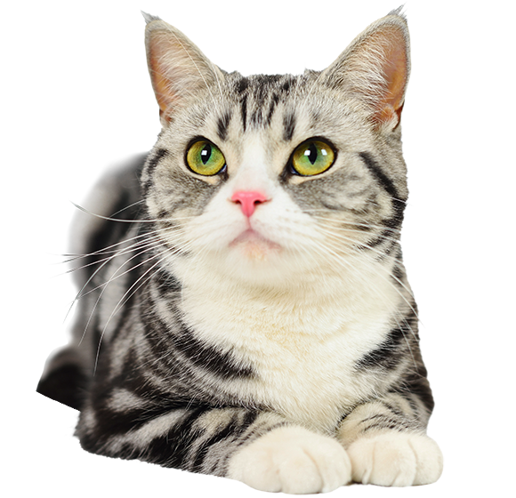 Kitty Cat - image 1 - student project