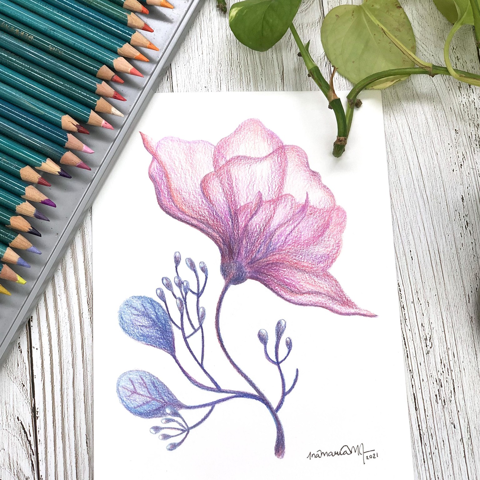 Flower in Colored Pencils - image 1 - student project