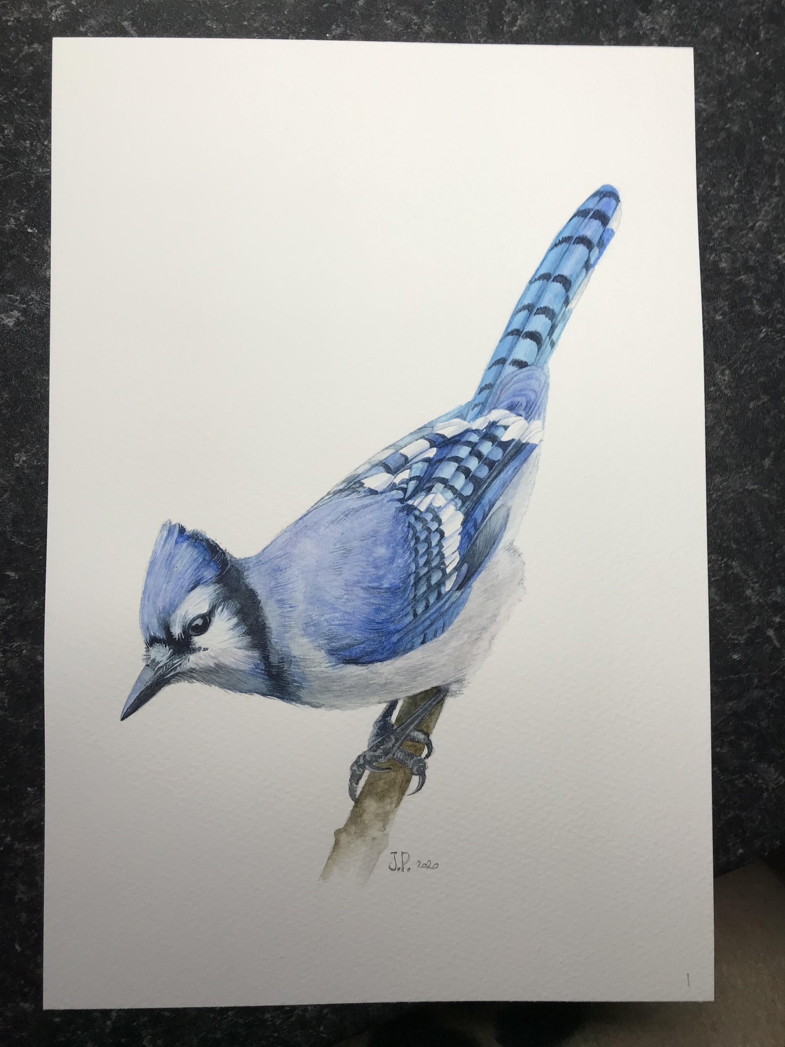 Blue Jay - image 2 - student project