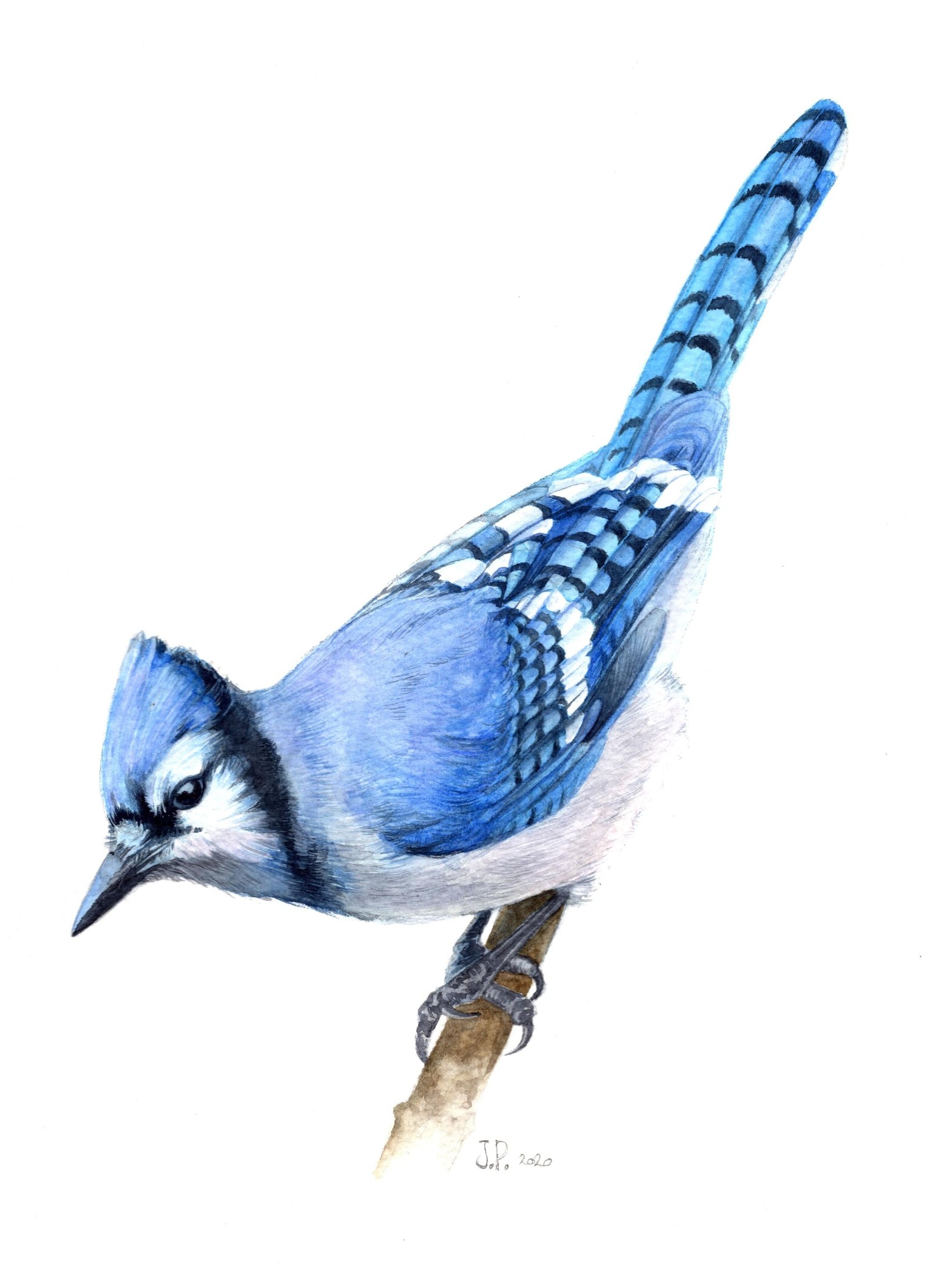 Blue Jay - image 1 - student project