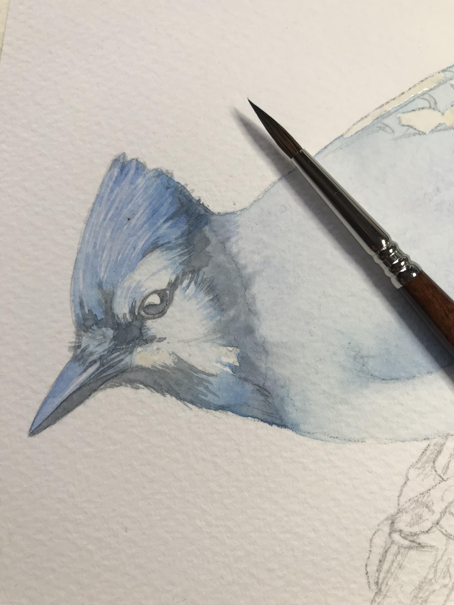 Blue Jay - image 4 - student project