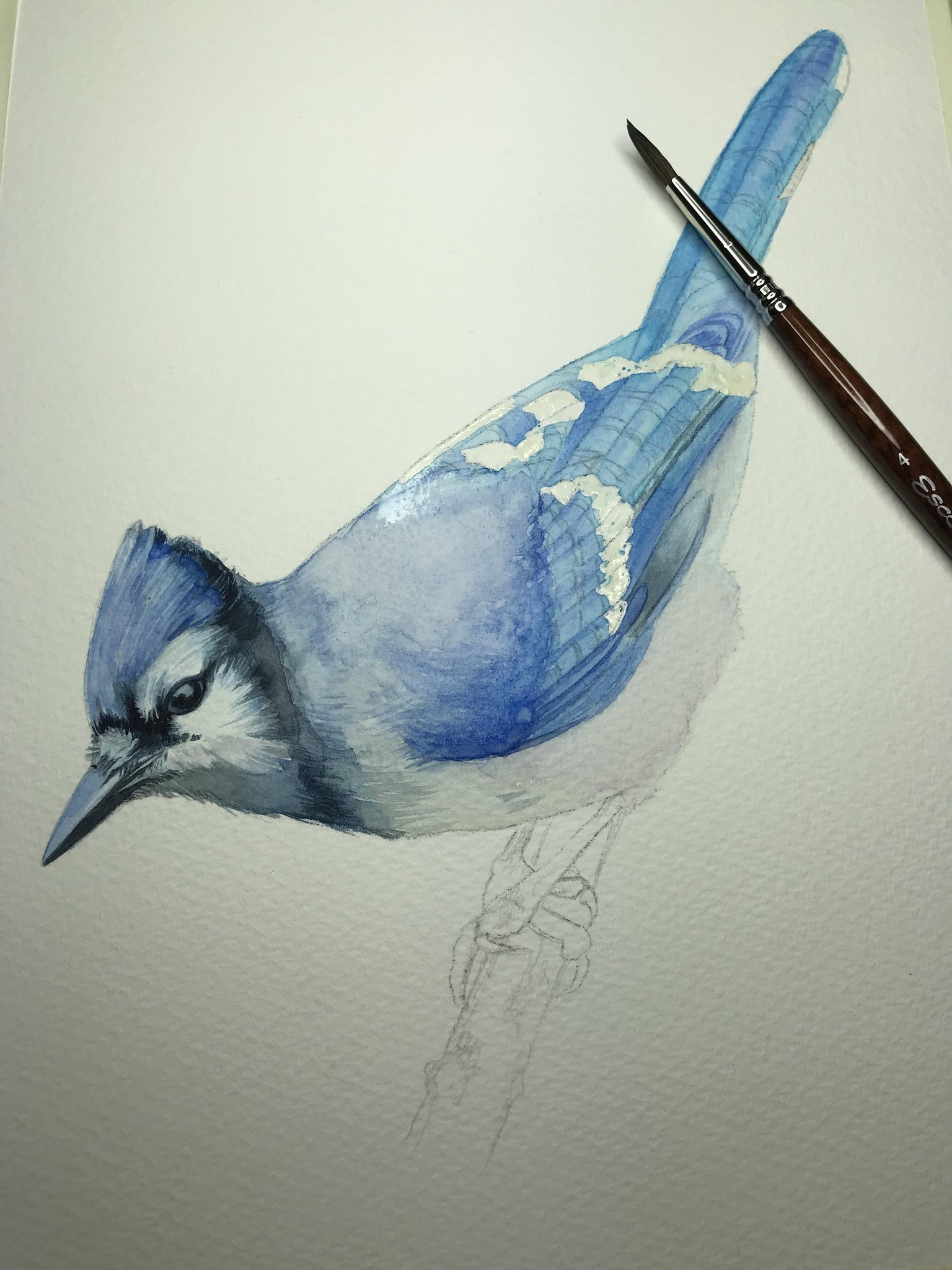 Blue Jay - image 3 - student project