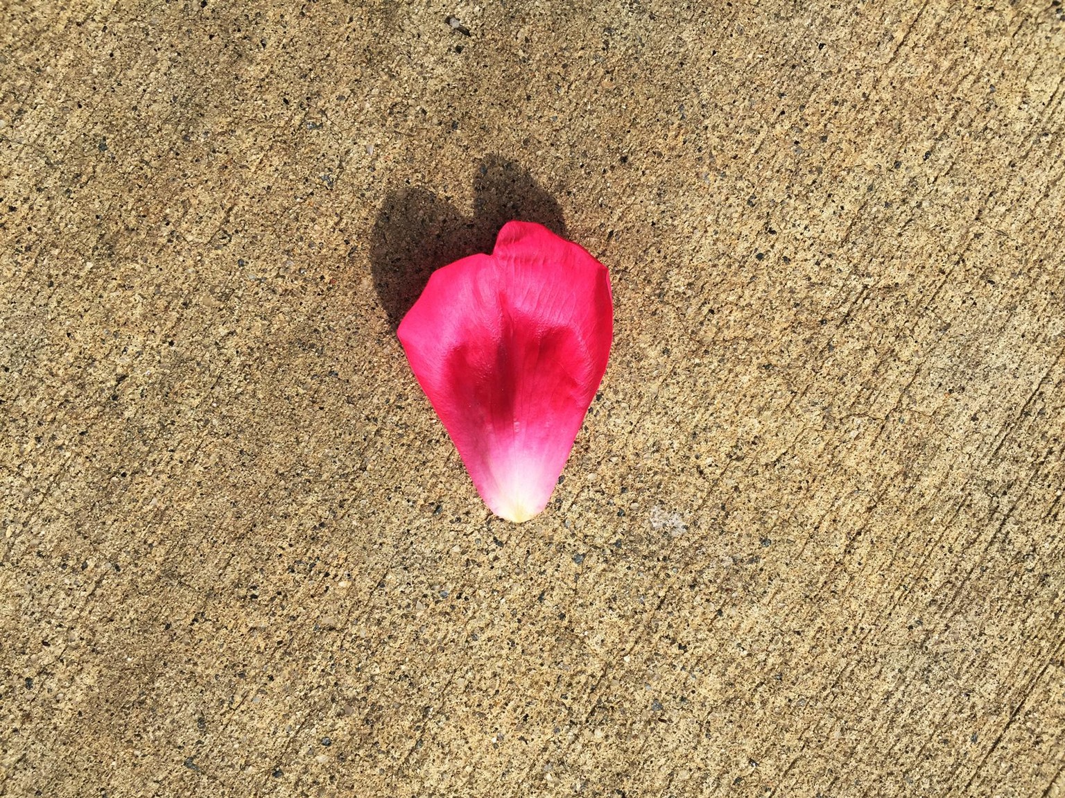 iPhone Photography - image 3 - student project
