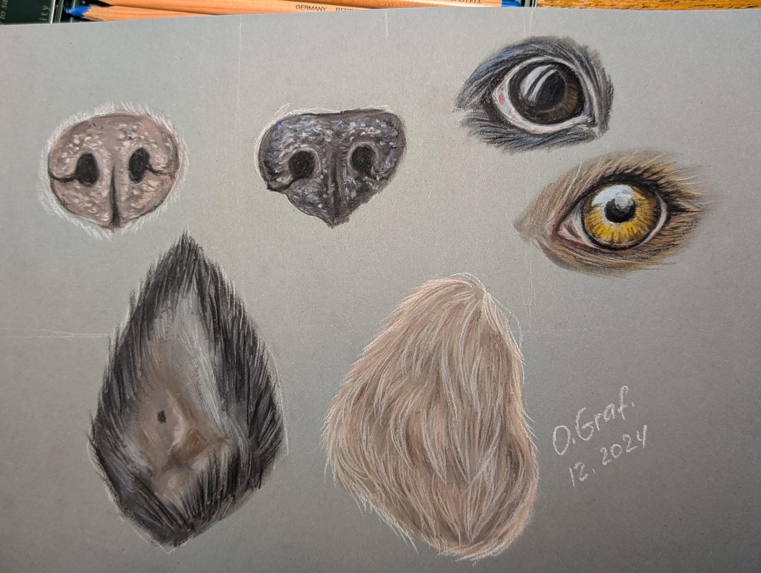 Hundeporträts in sanften Pastelltönen - 6 Tipps zum Malen von Fell, Augen, Nase - image 2 - student project