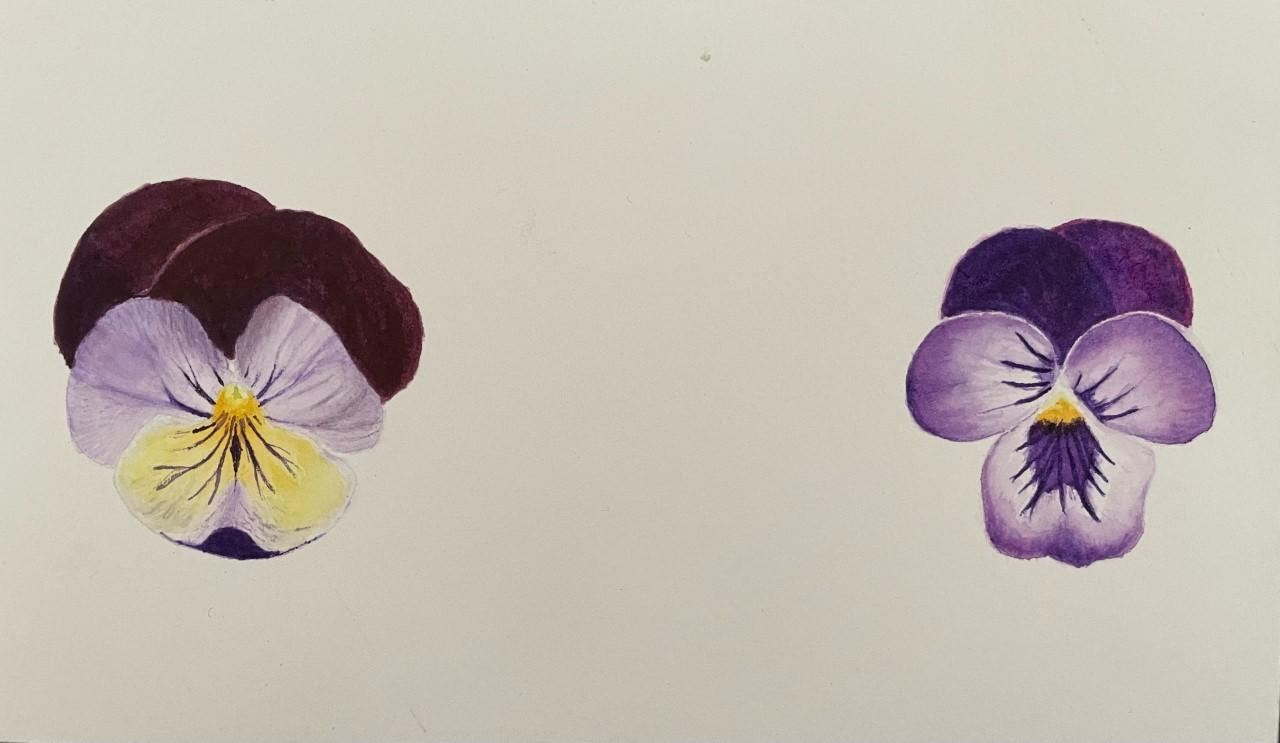 violas - image 1 - student project