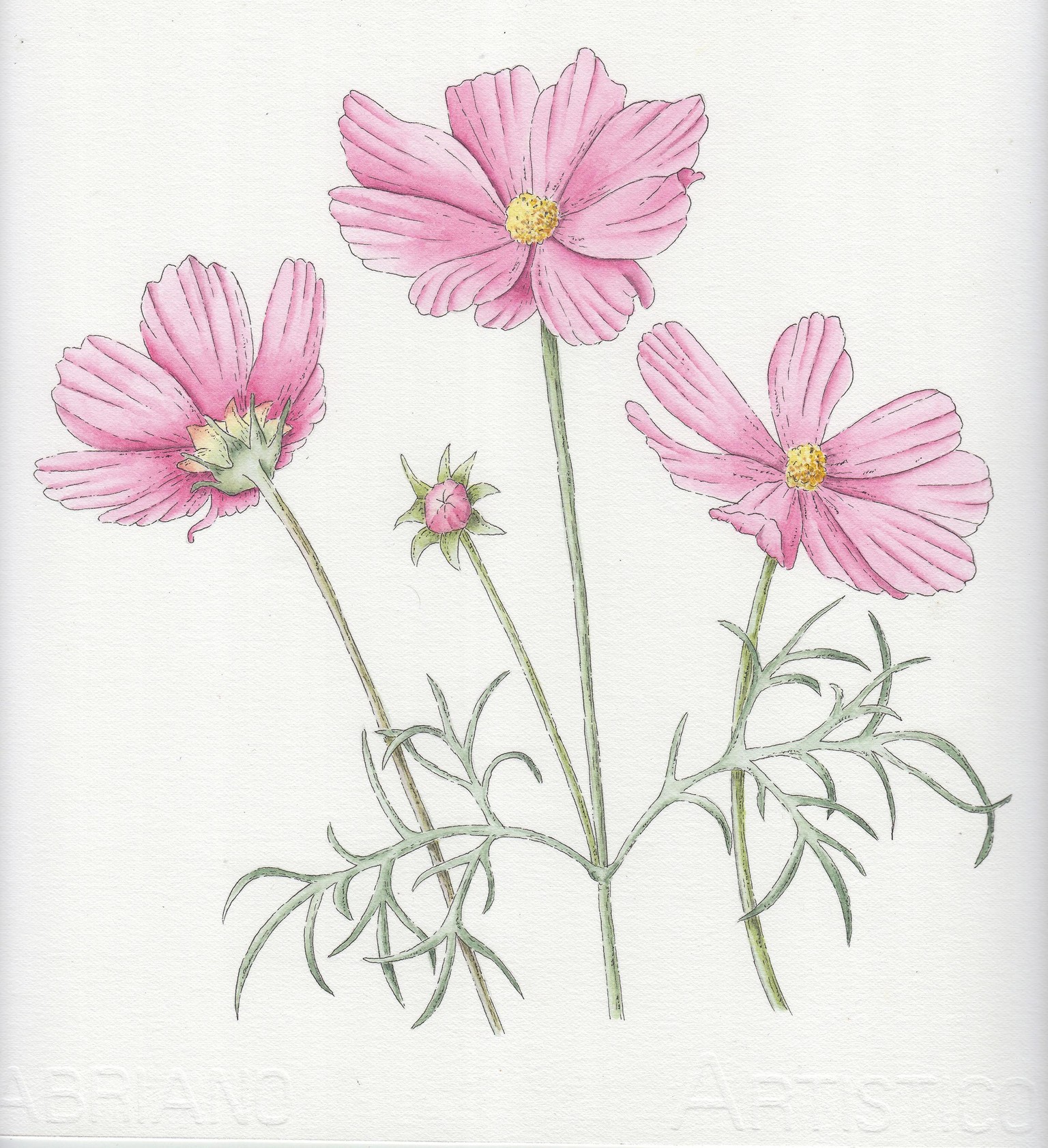 My watercolor and ink cosmos - image 1 - student project