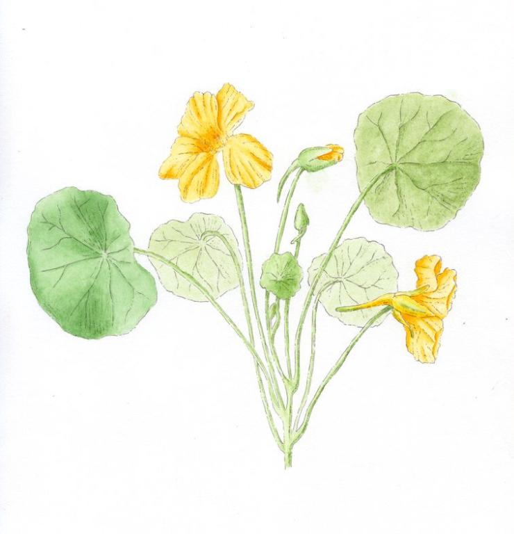 My Nasturtium - image 1 - student project