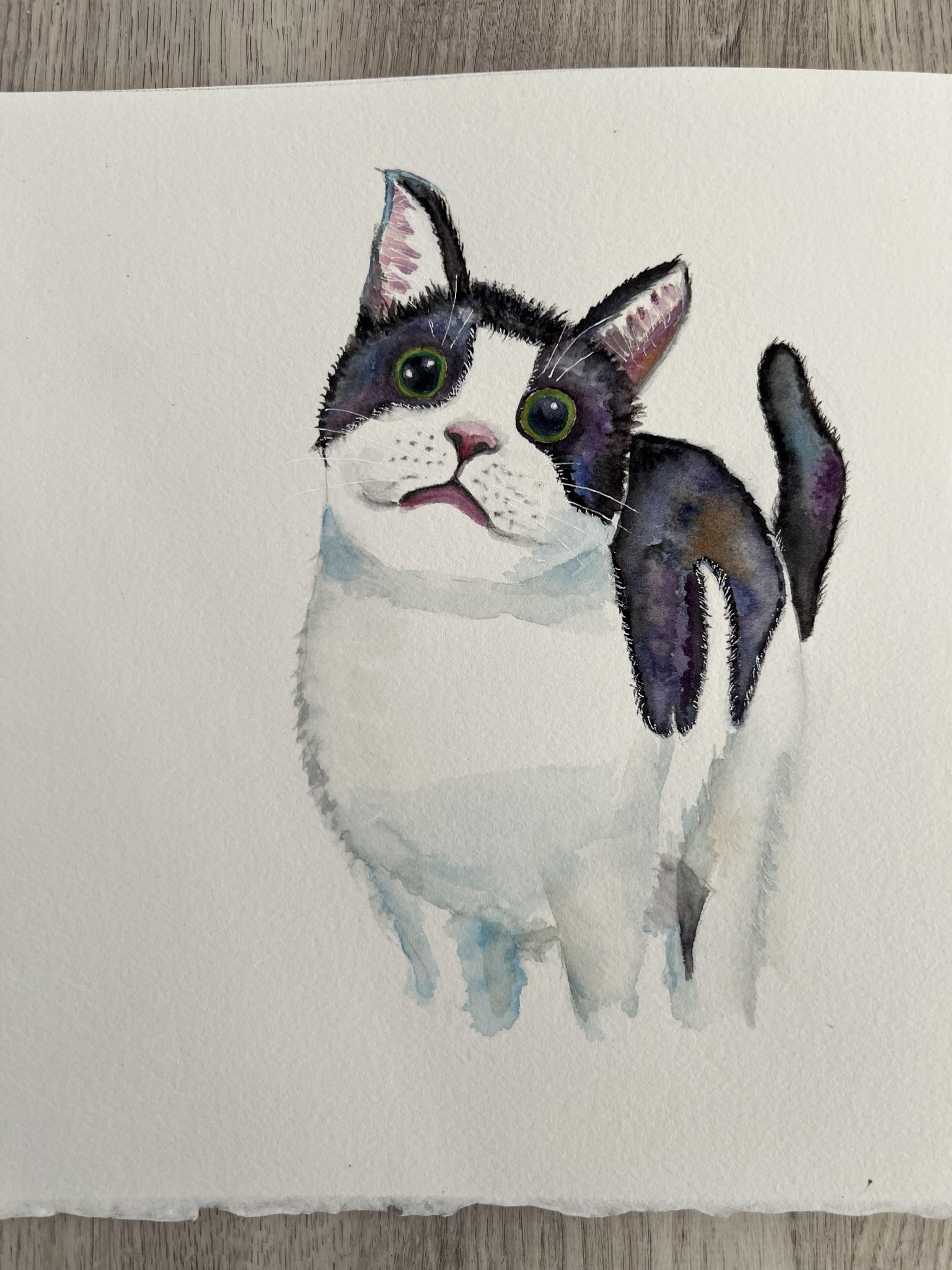 Black and white cat - image 1 - student project
