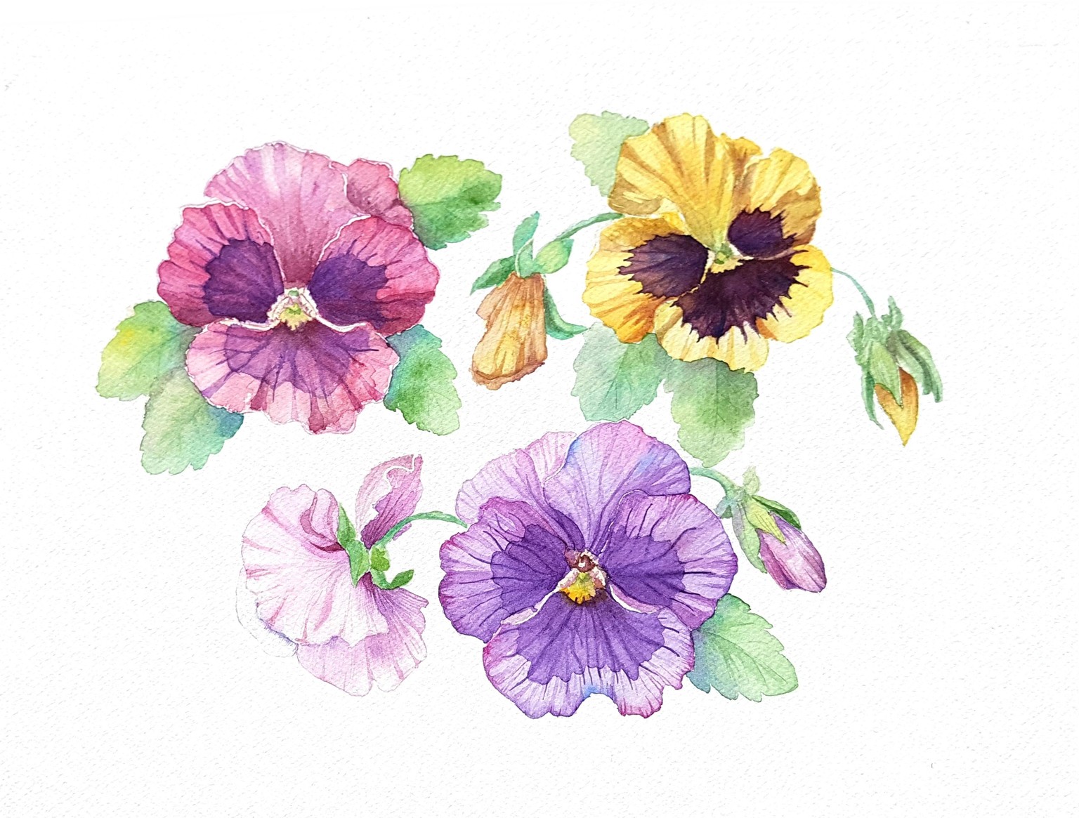 Watercolor Pansies - image 1 - student project