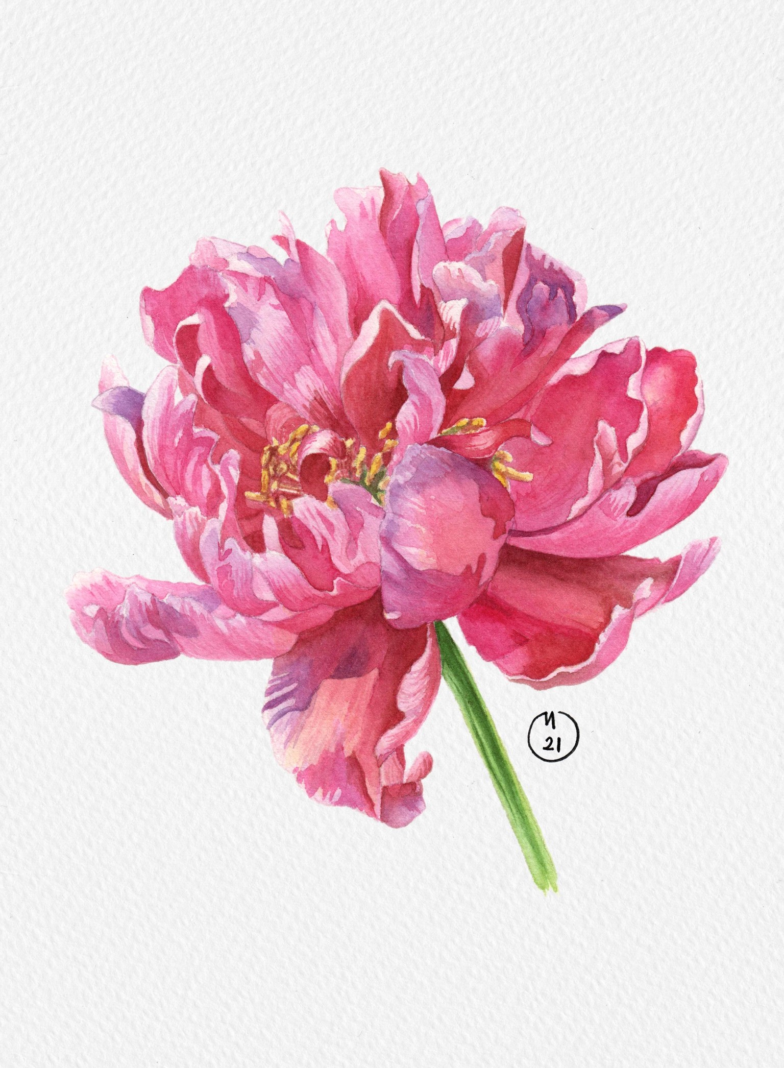 watercolor peony - image 1 - student project