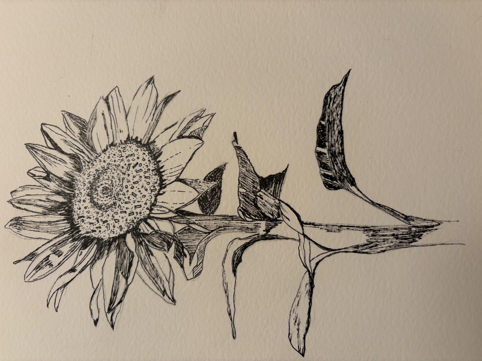 Pen and Ink Sunflower - image 1 - student project