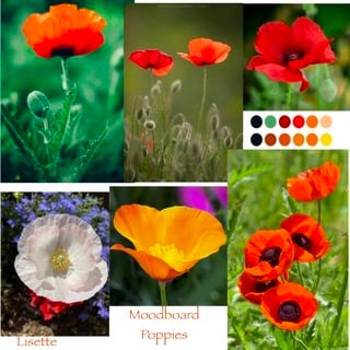 My Poppies Mood board - image 1 - student project