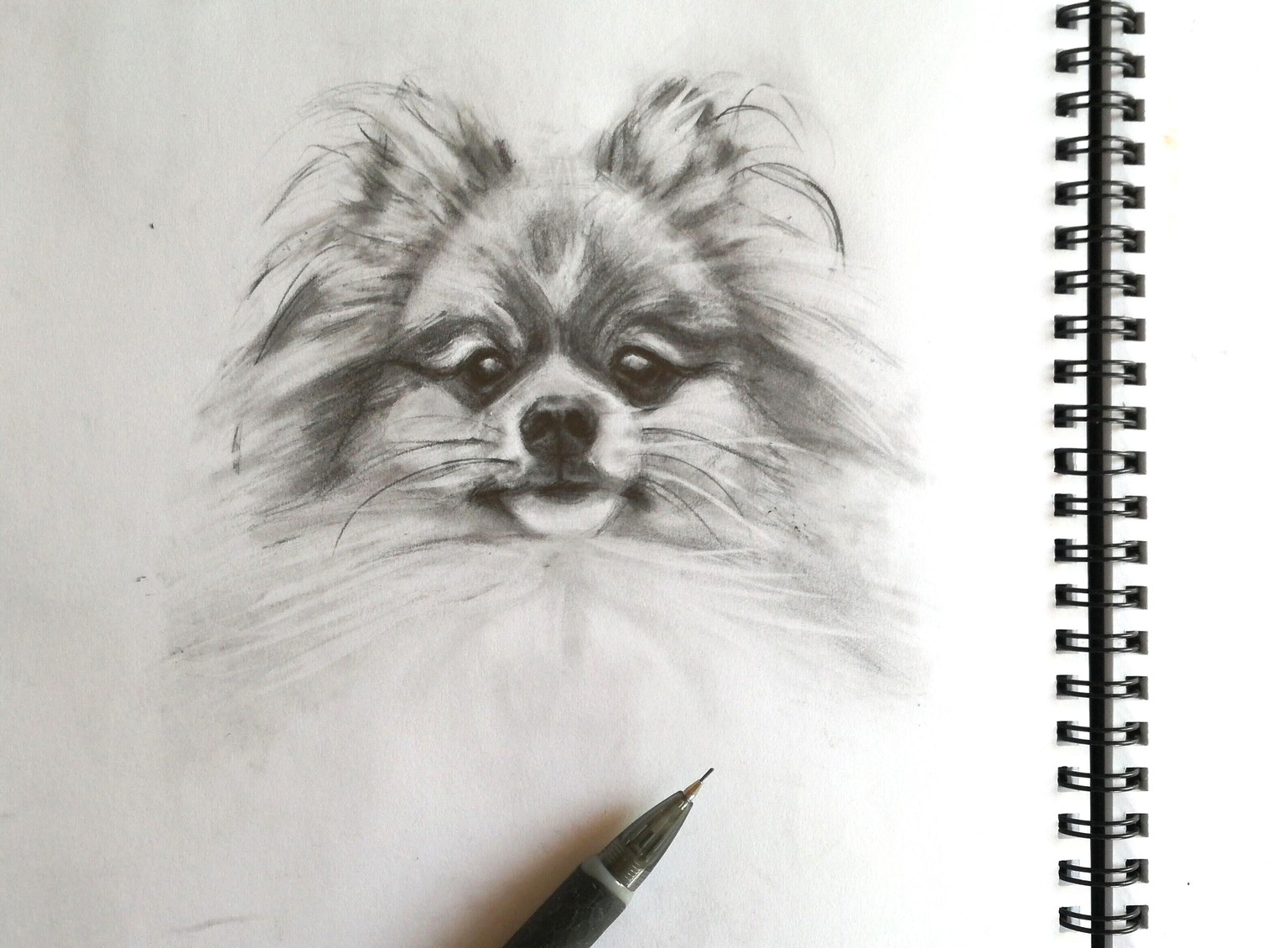 Dog Portrait (of cutest dog ever) - image 1 - student project