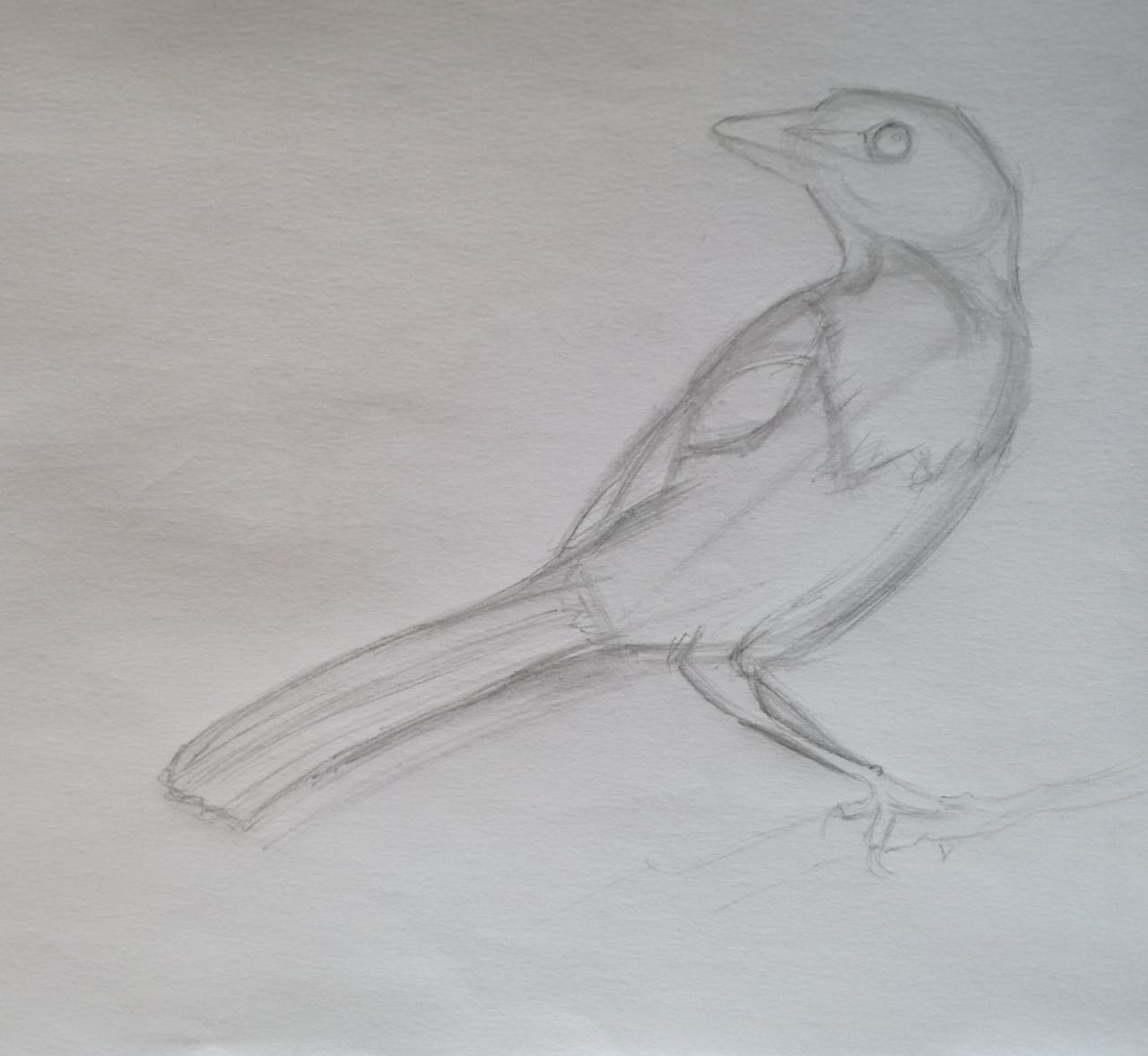 Basic Drawing Skills - image 17 - student project