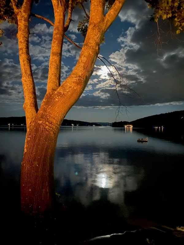 Orange Tree - image 2 - student project