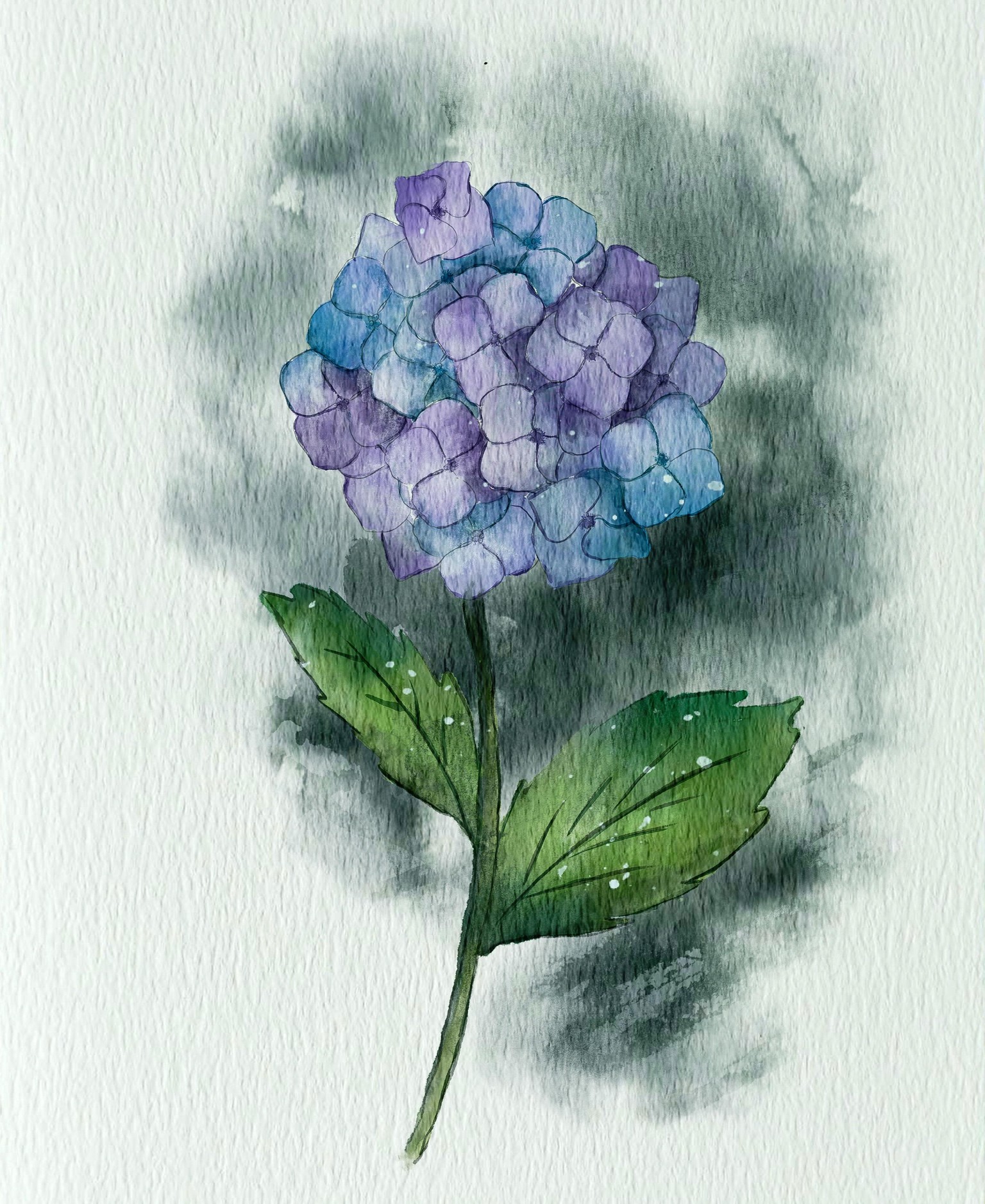 Hydrangea - image 1 - student project