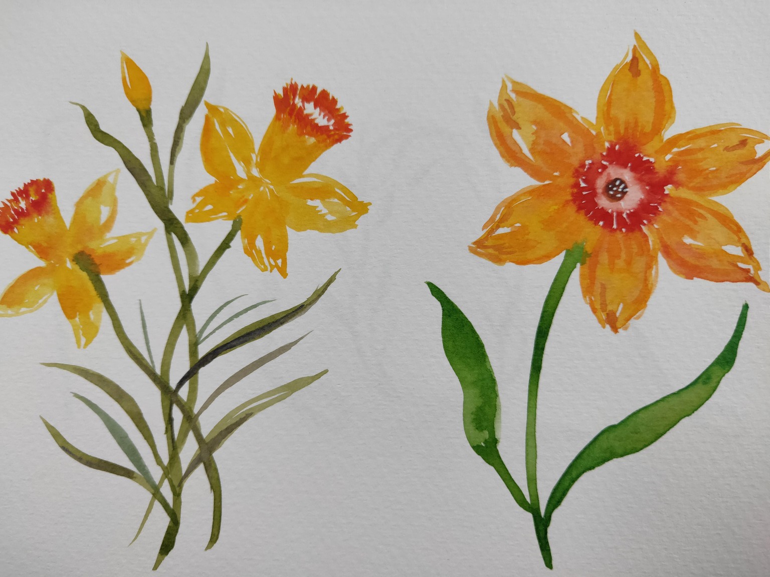 Watercolour Daffodils! - image 2 - student project