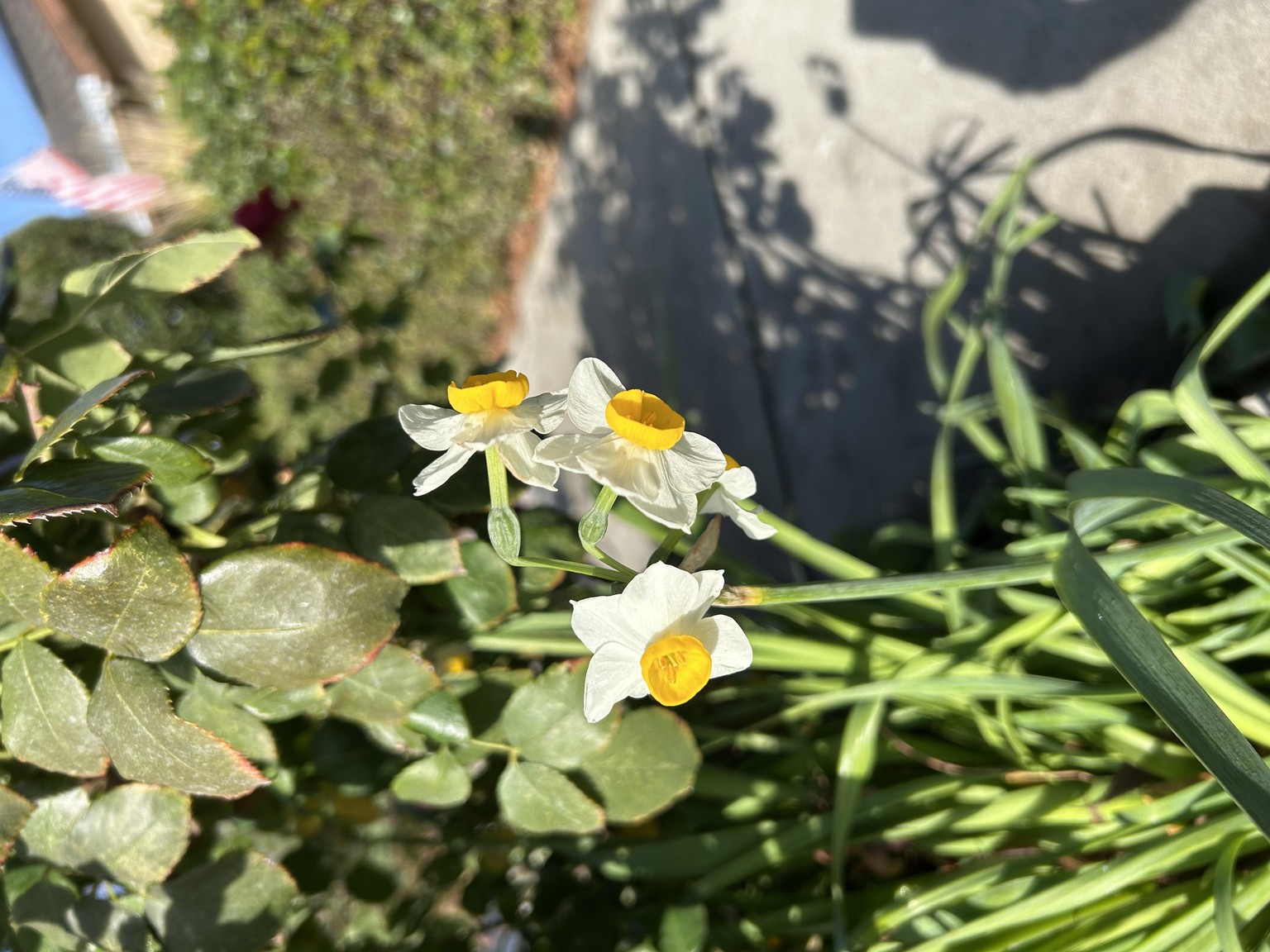 Daffodils in my garden - image 1 - student project