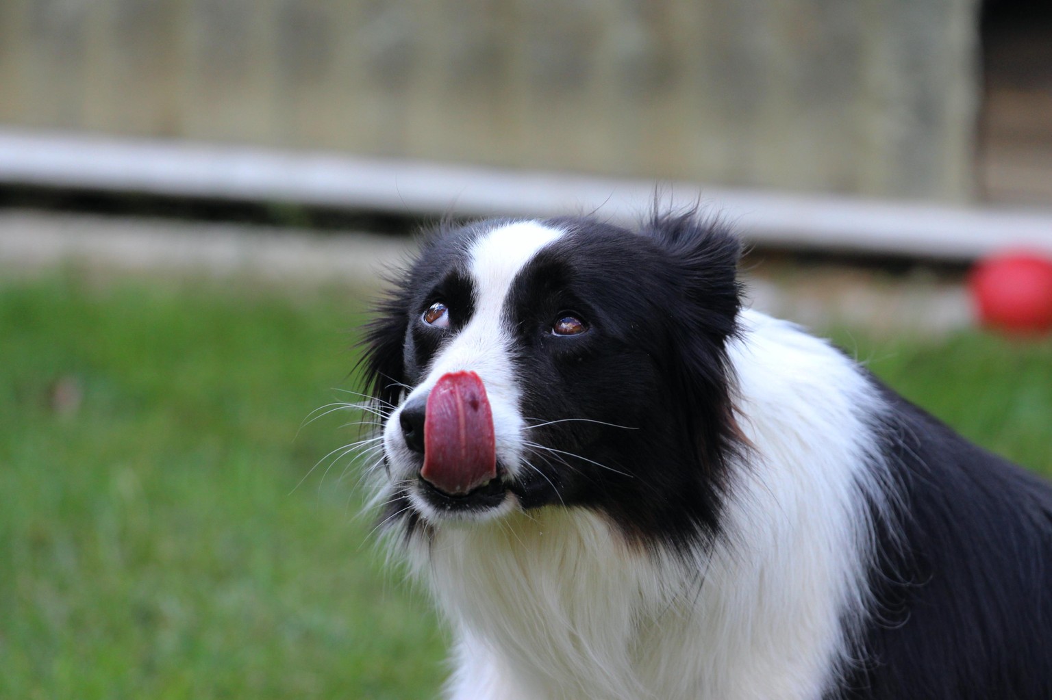 Outdoor dog photoshoot - image 2 - student project