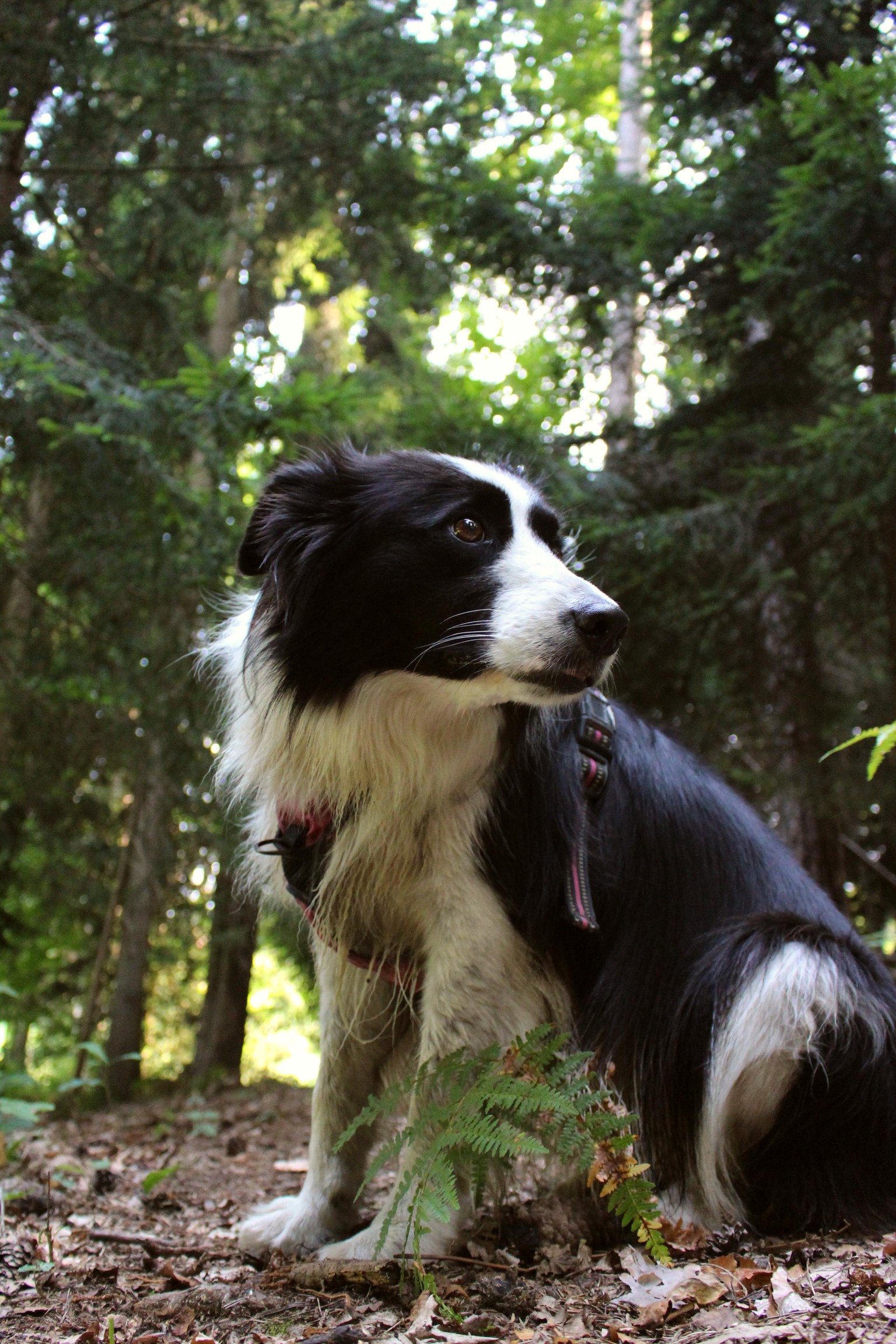 Outdoor dog photoshoot - image 3 - student project