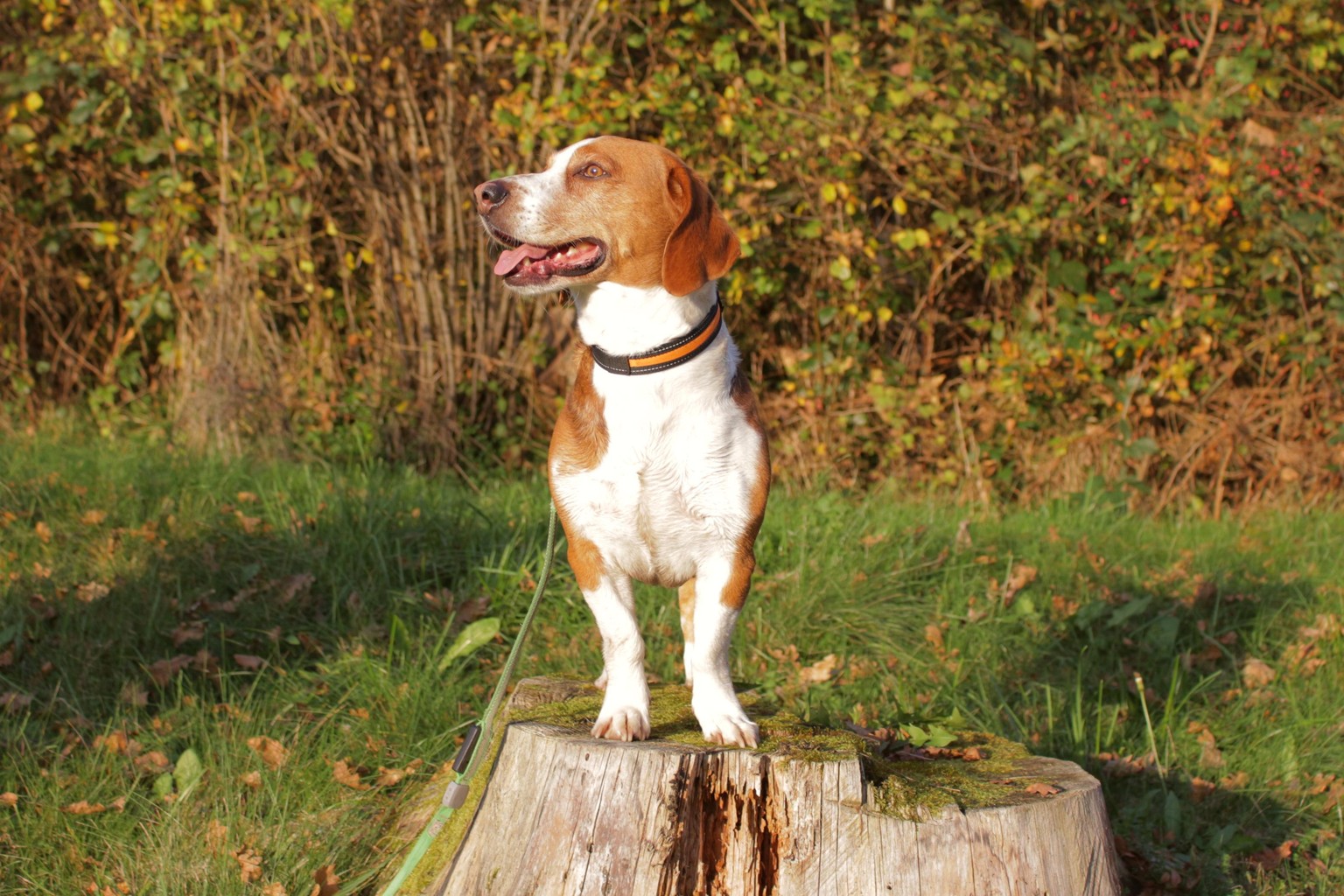 Outdoor dog photoshoot - image 1 - student project