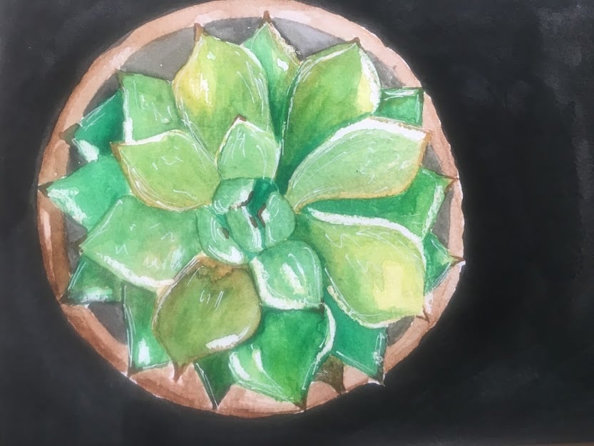 Graphite & Watercolour Succulent - image 1 - student project