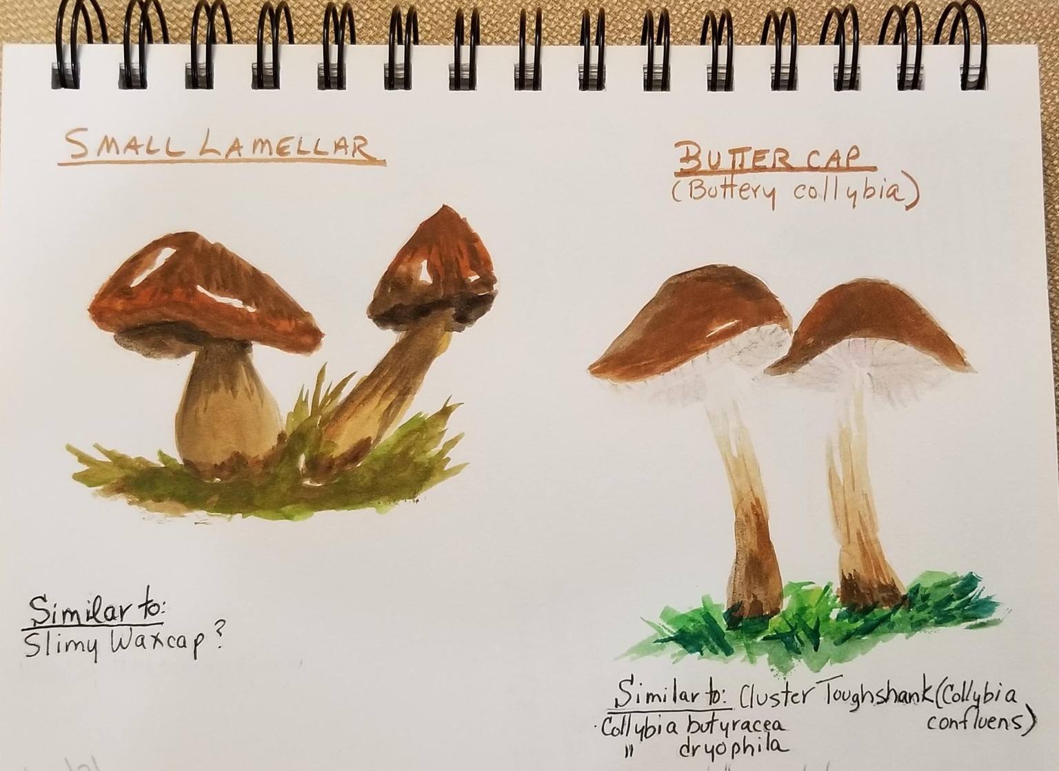 Painted Mushrooms - image 5 - student project