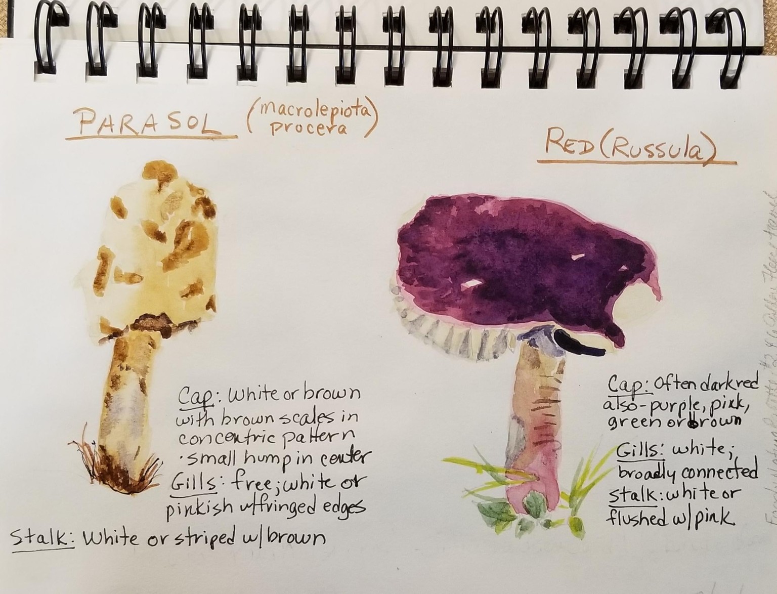 Painted Mushrooms - image 1 - student project