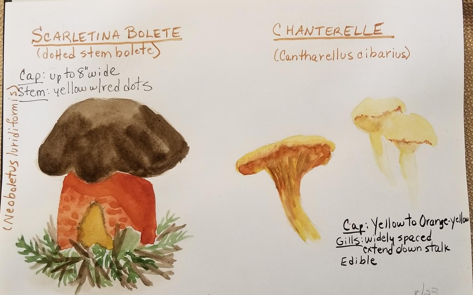 Painted Mushrooms - image 2 - student project