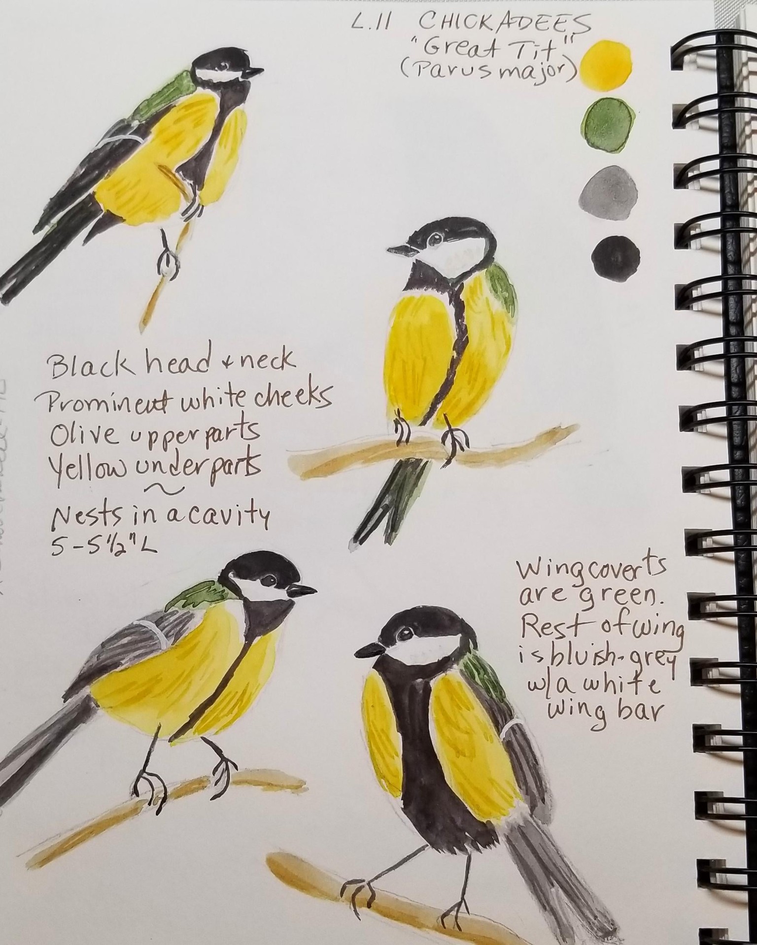 Bird Exercises - image 4 - student project