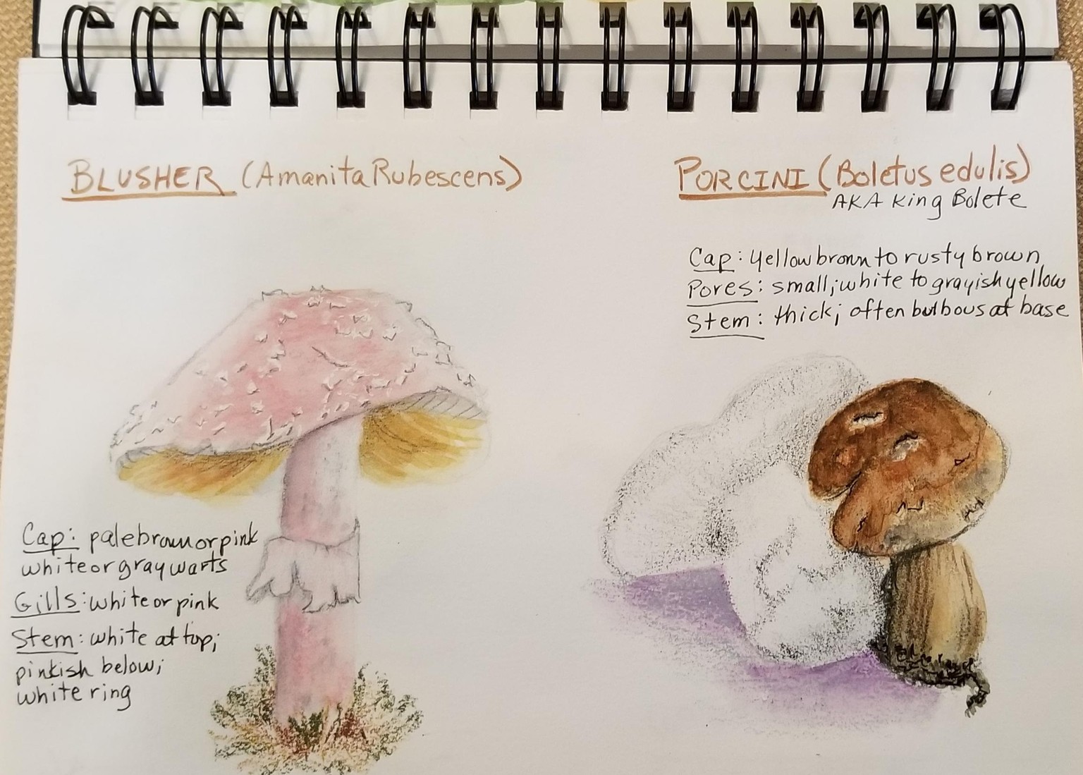Painted Mushrooms - image 3 - student project