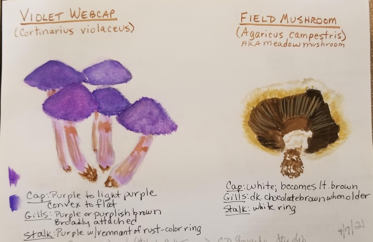 Painted Mushrooms - image 4 - student project