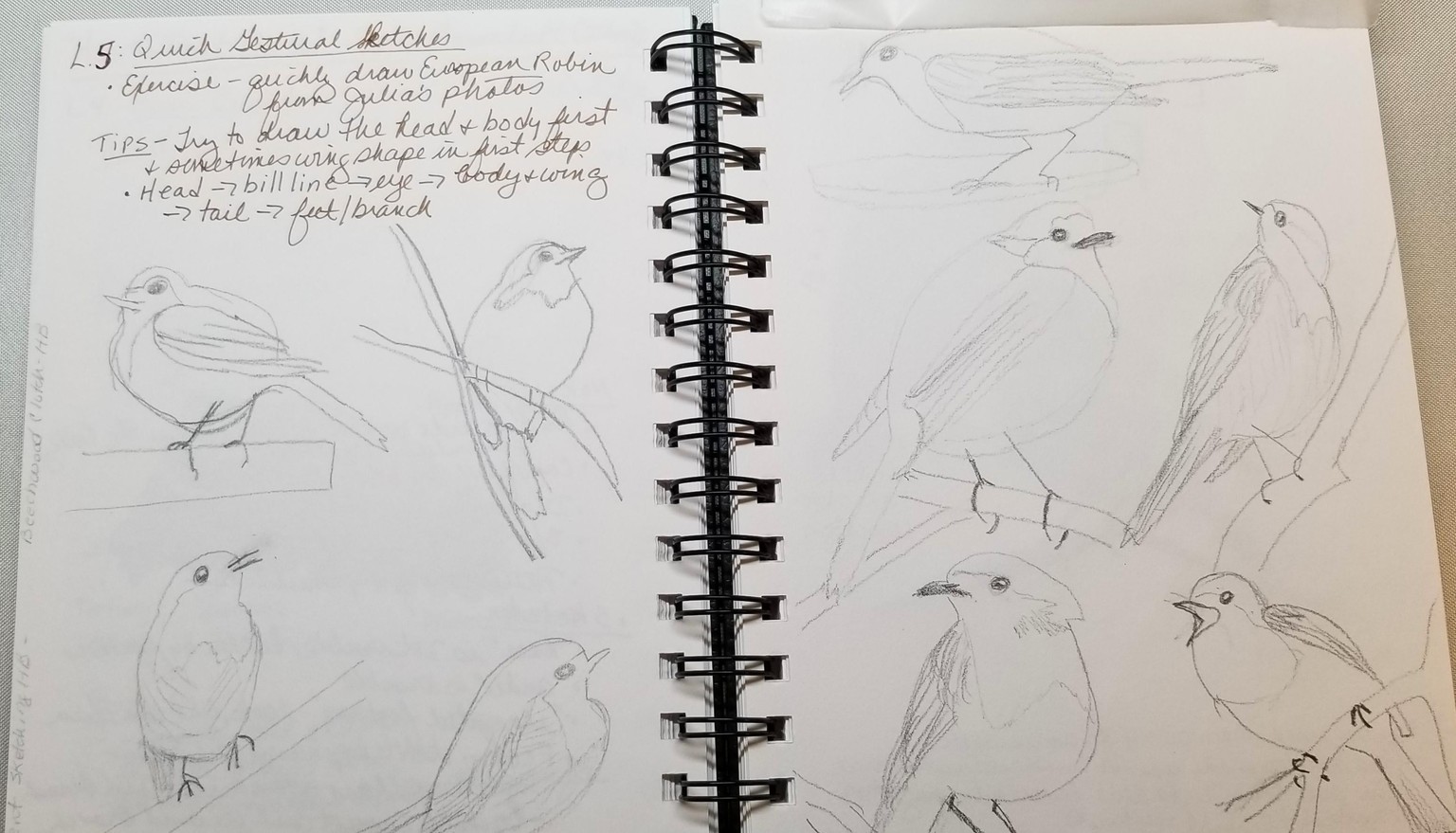 Bird Exercises - image 2 - student project