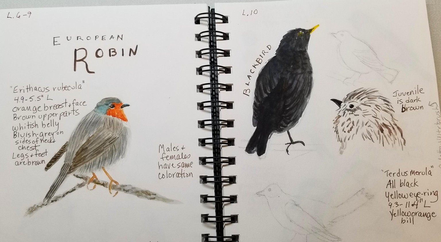 Bird Exercises - image 3 - student project