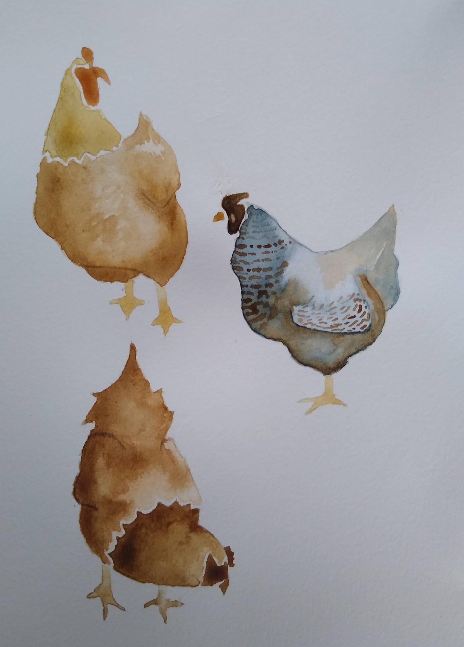Beginner Watercolor: Let's paint a chicken - image 1 - student project