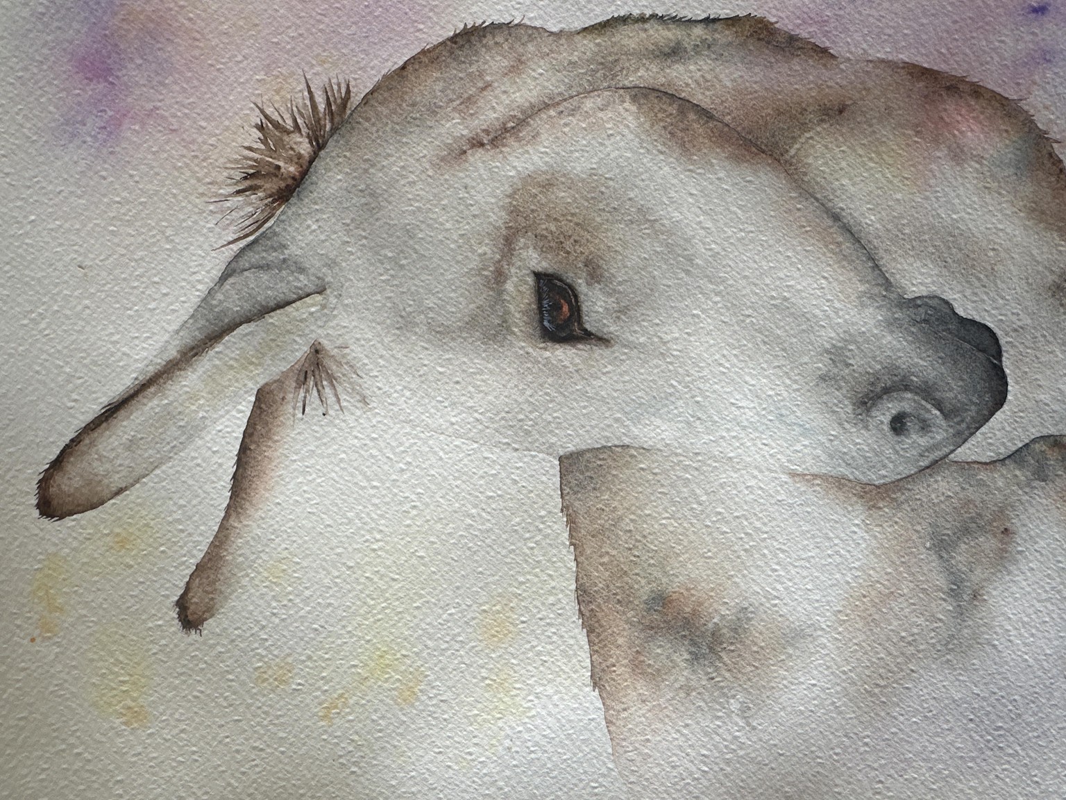 Free flow donkey - image 1 - student project