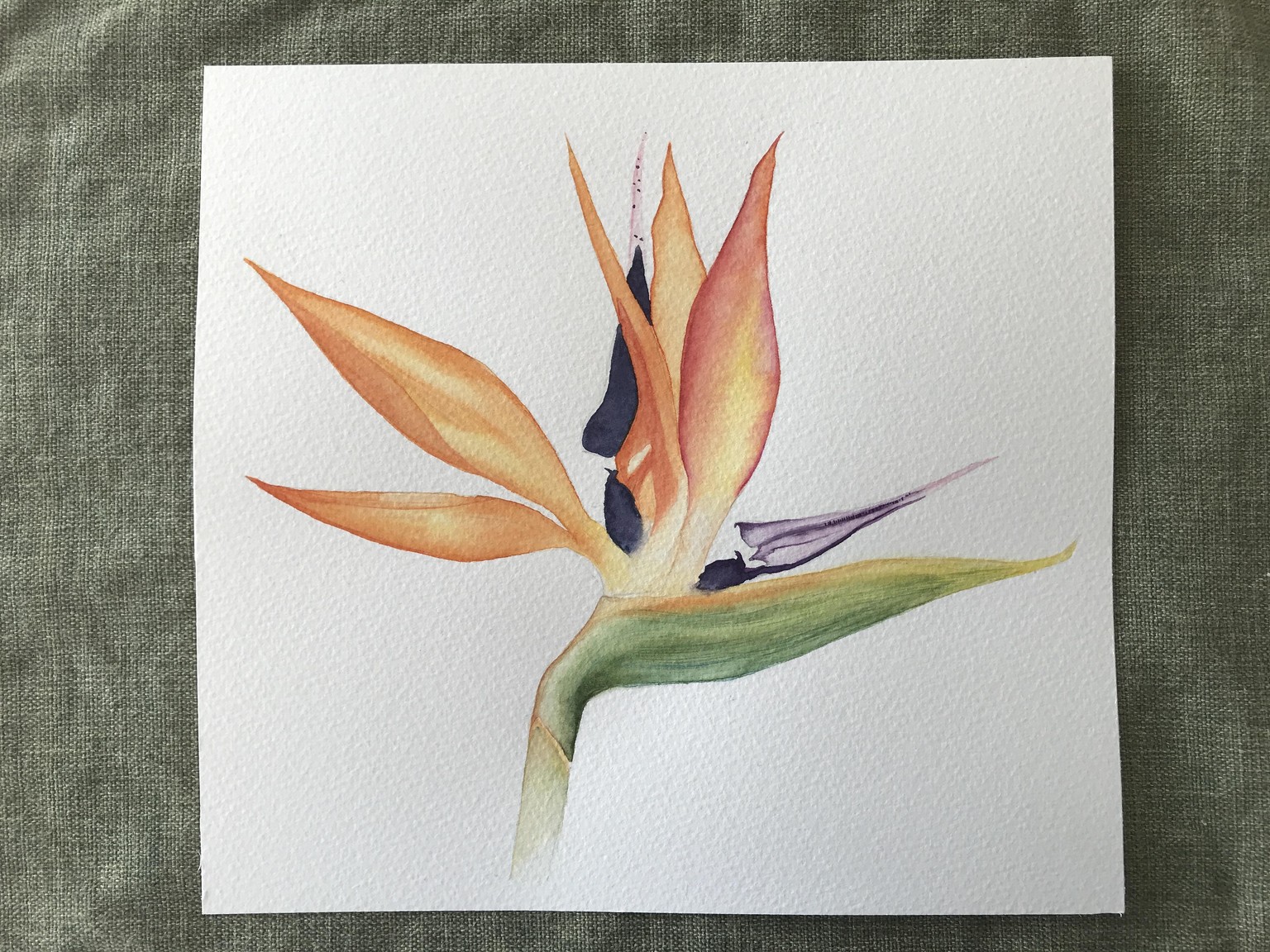Bird of paradise - image 1 - student project
