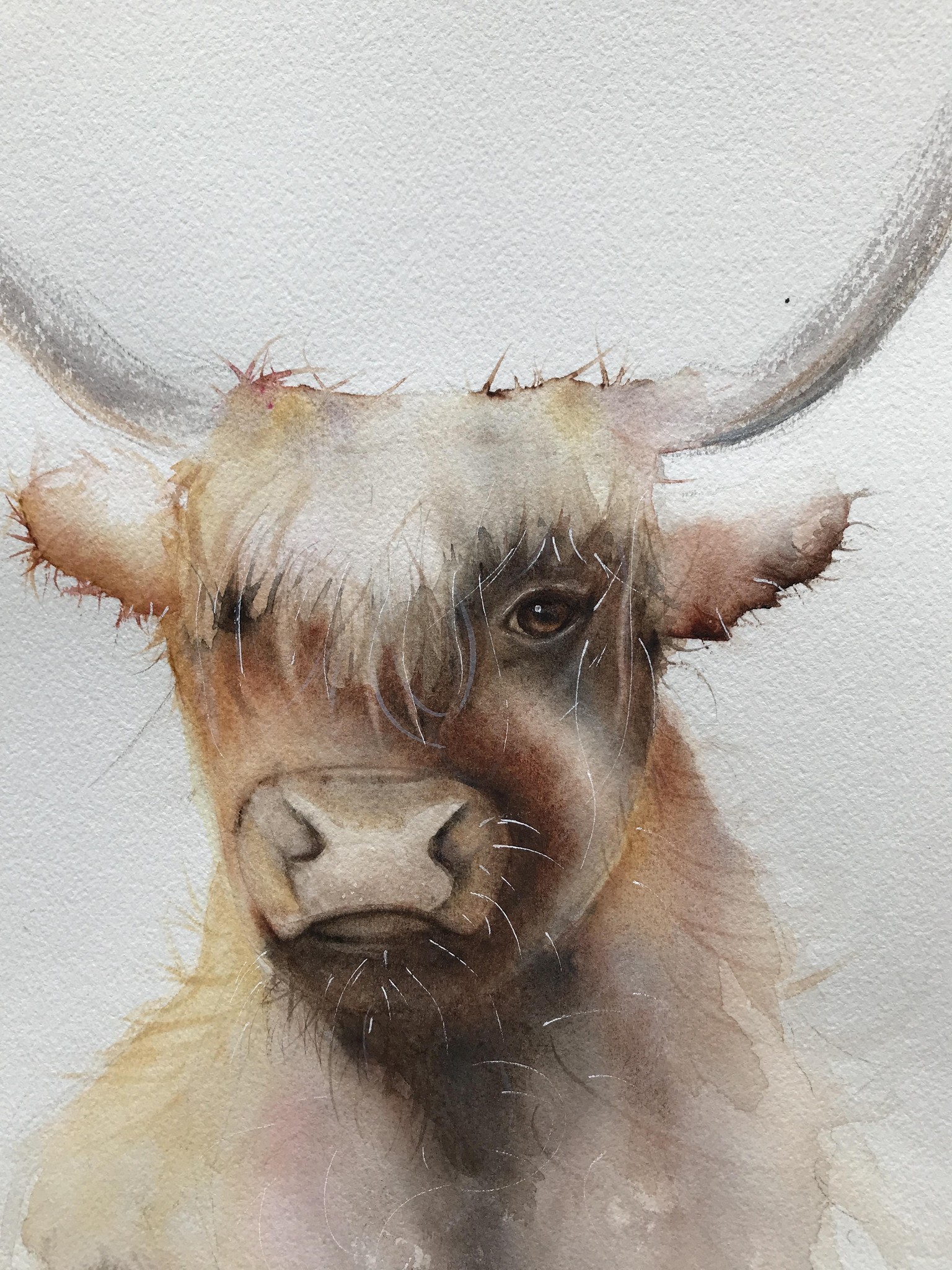 Highland cow free flow - image 1 - student project